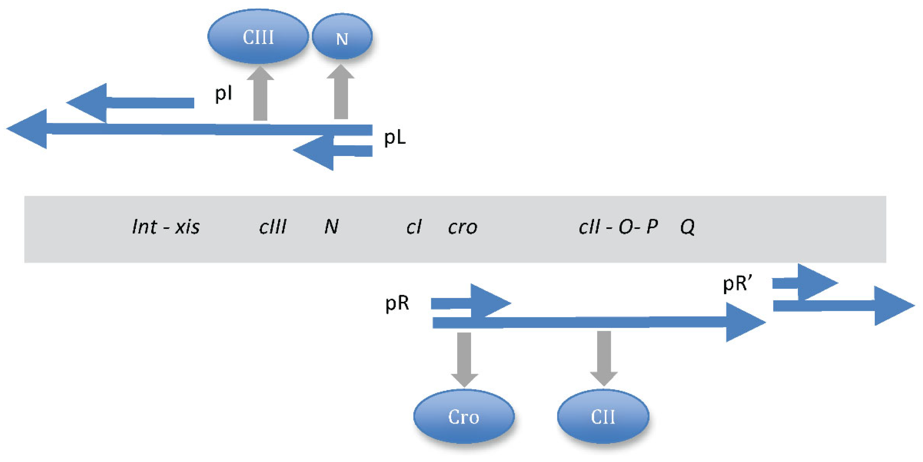 Preprints 121183 g008