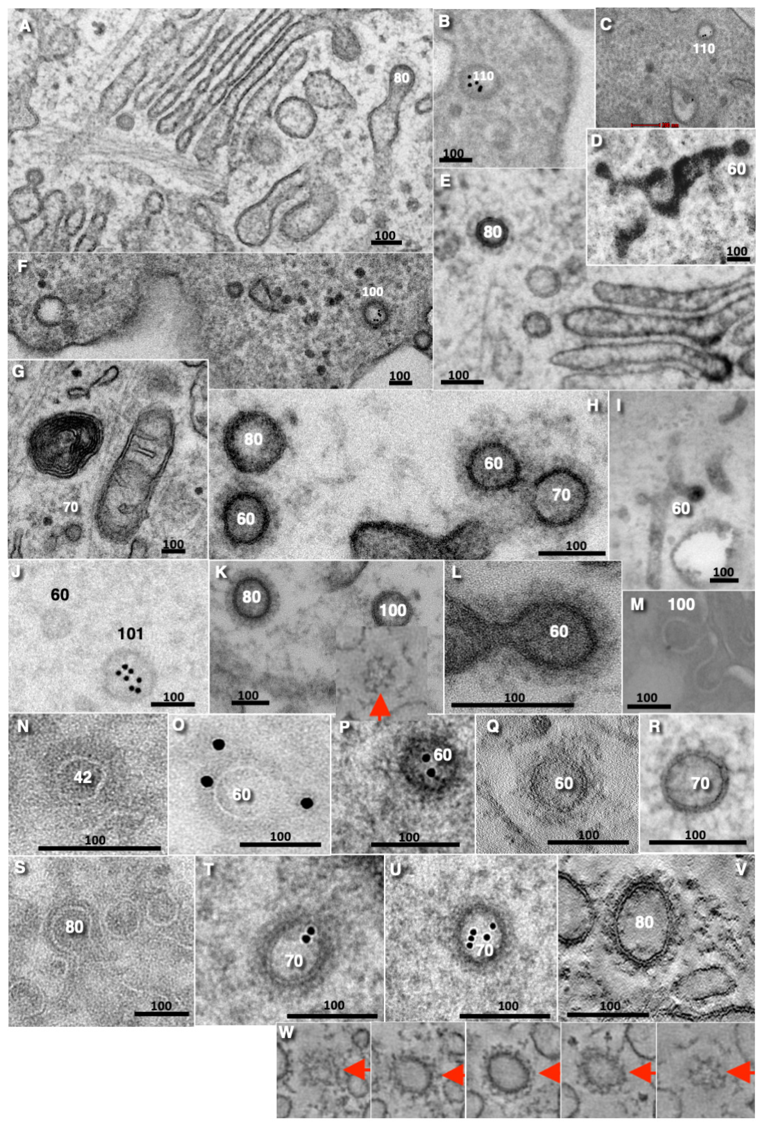 Preprints 181284 g001