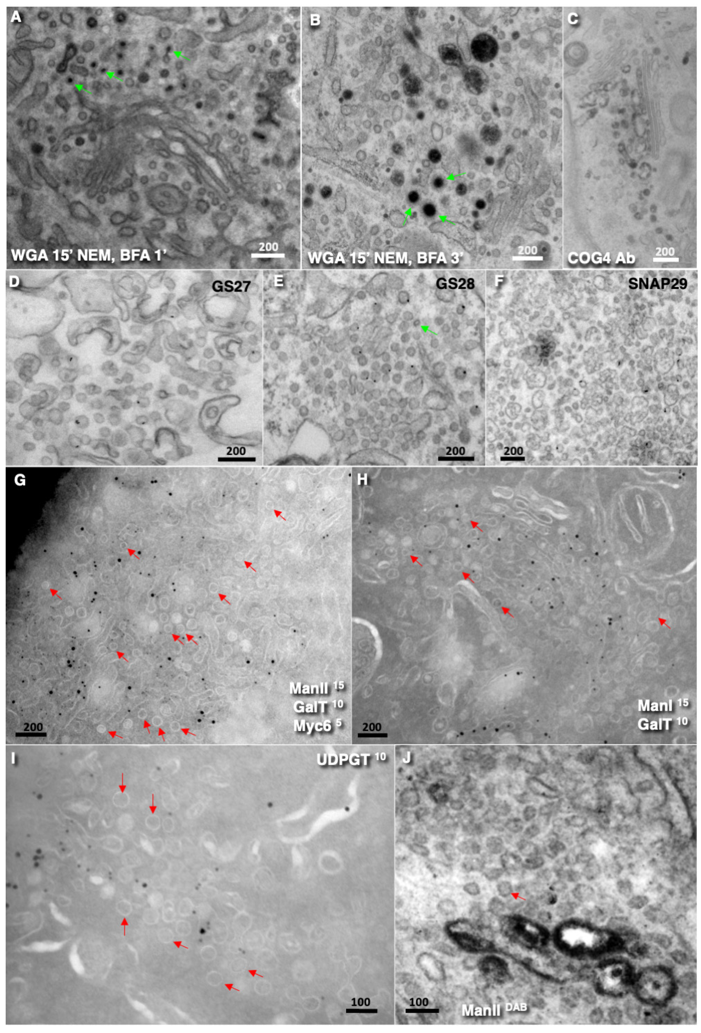 Preprints 181284 g003