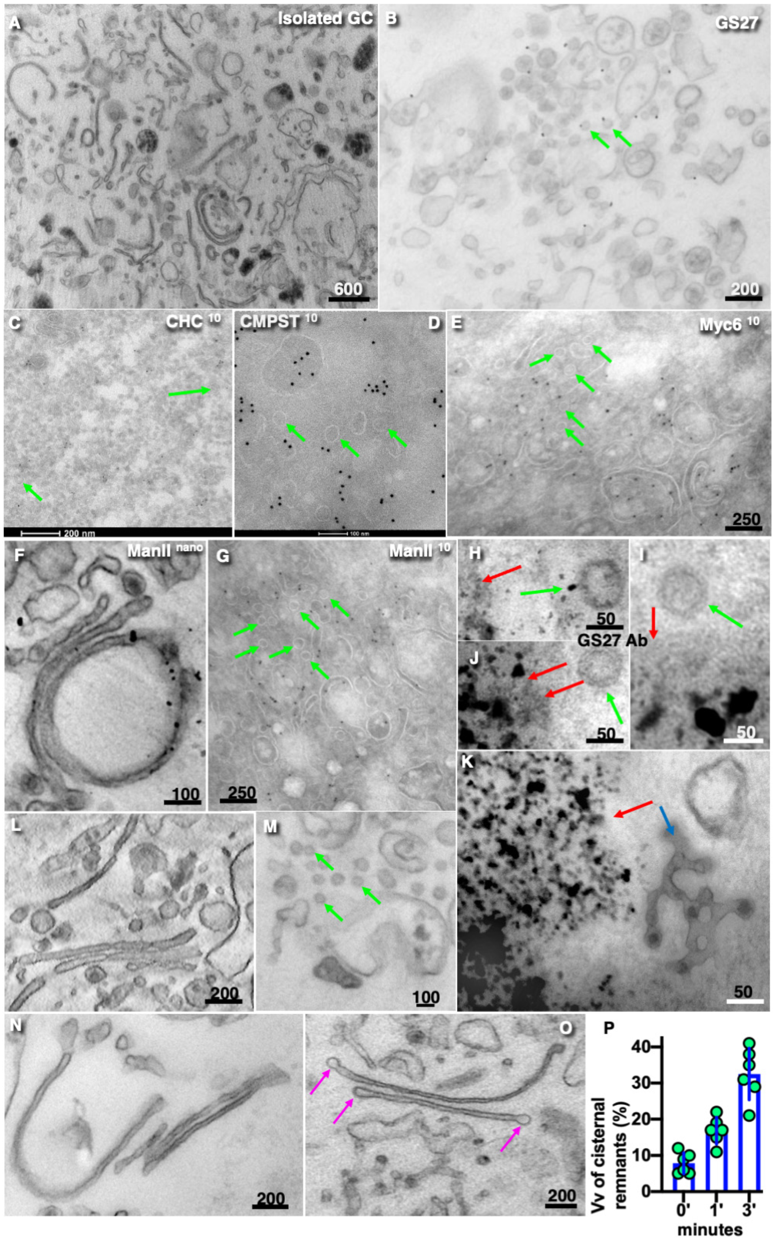 Preprints 181284 g005