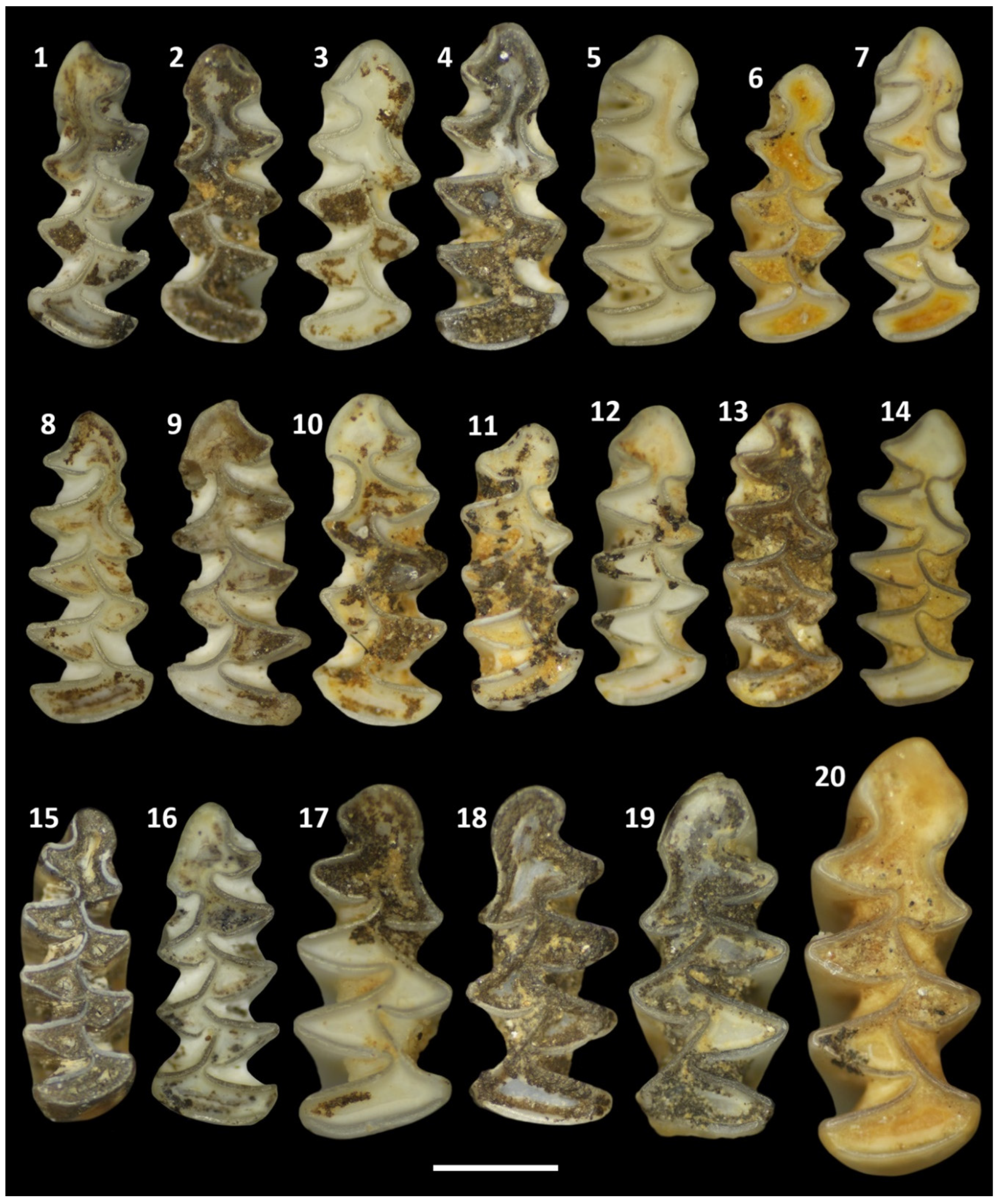 Preprints 74864 g004