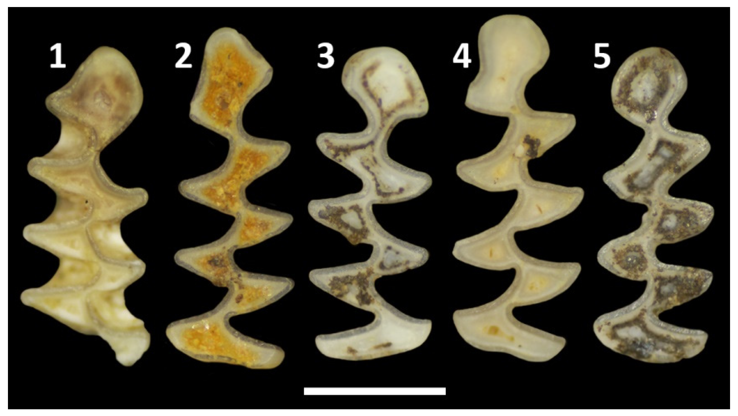 Preprints 74864 g006