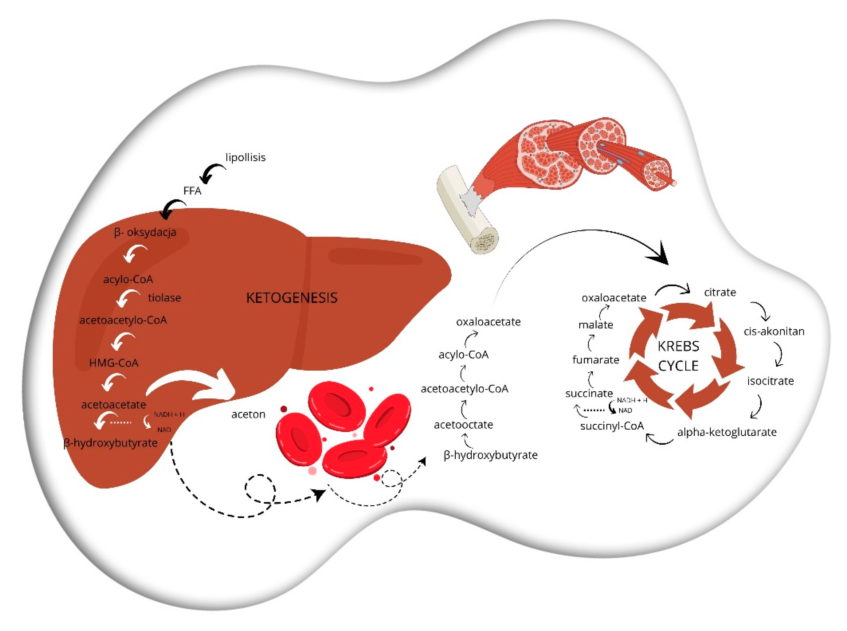 Preprints 110224 sch003