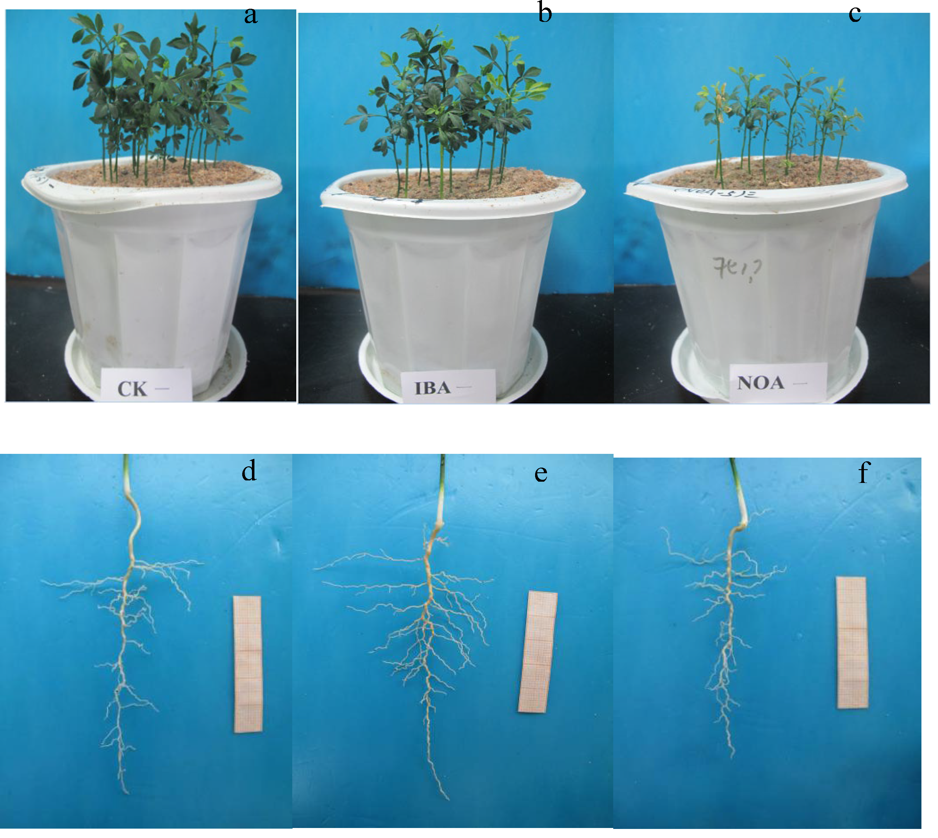 Preprints 149753 g001