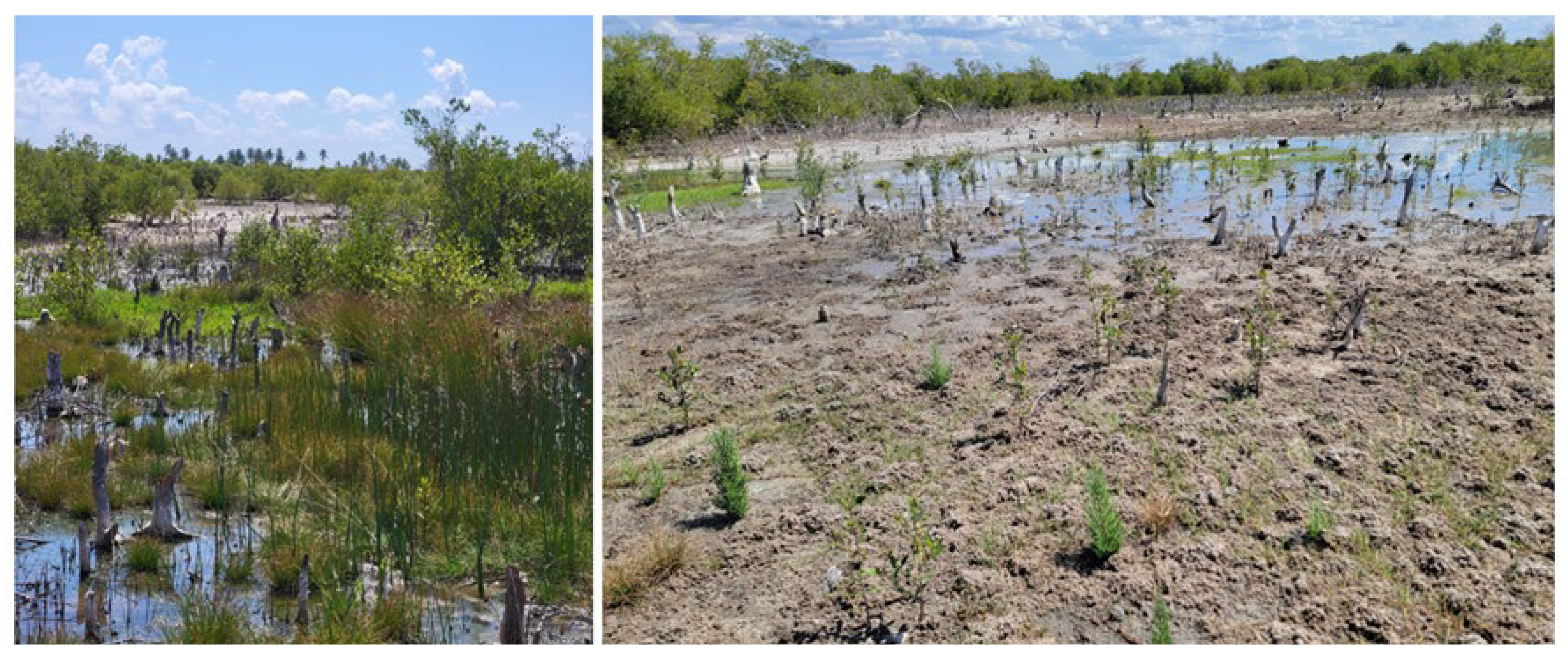 Preprints 205908 g002