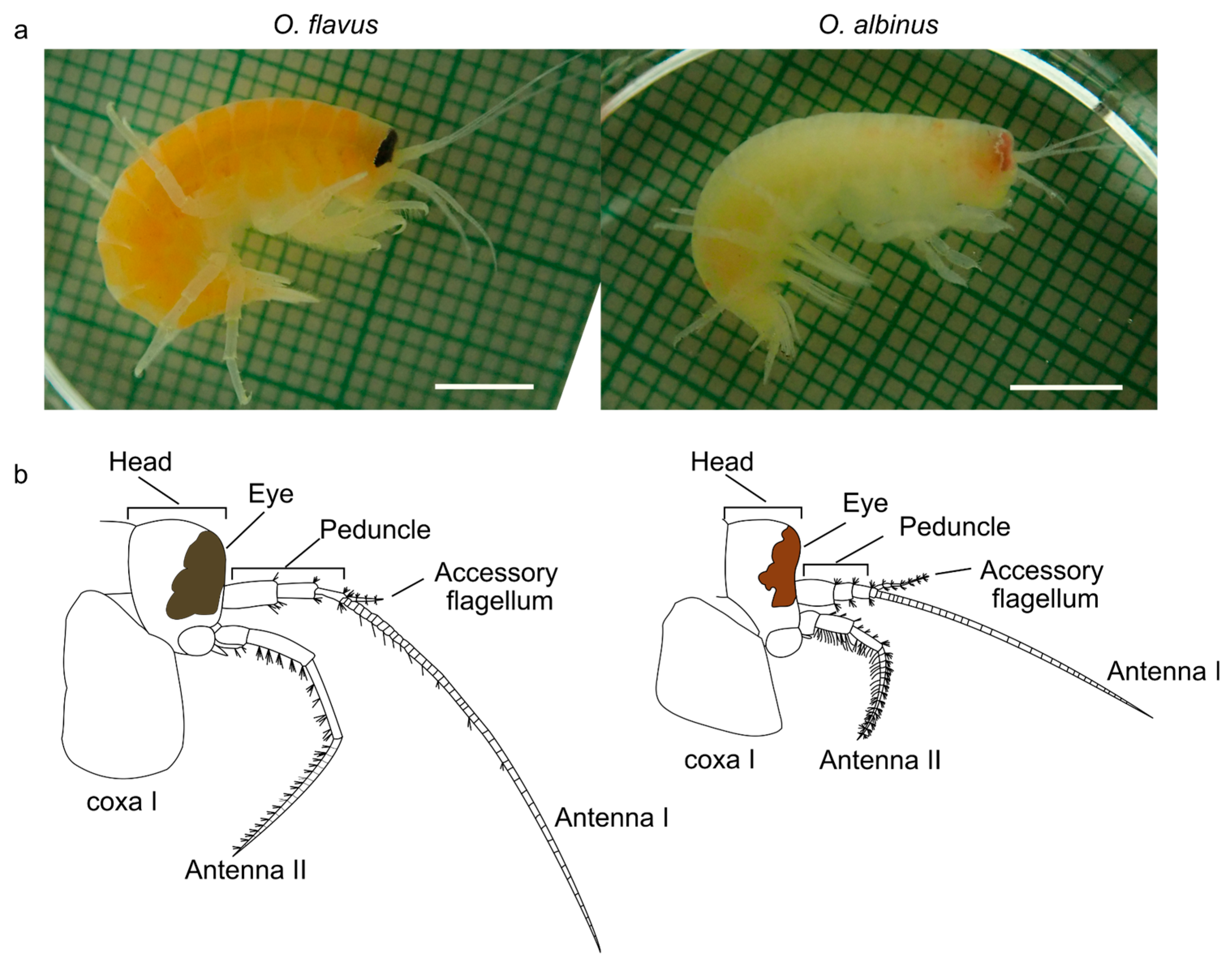 Preprints 168756 g001