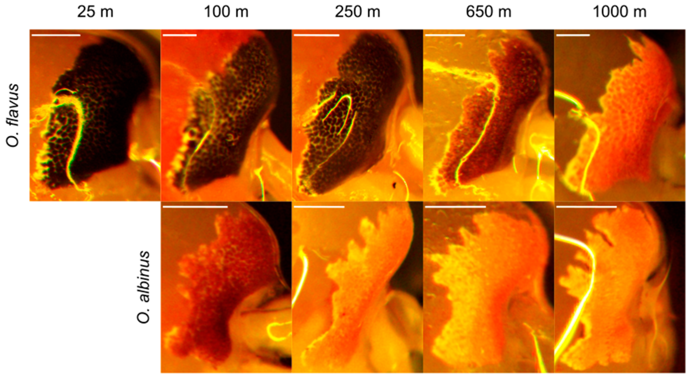 Preprints 168756 g007
