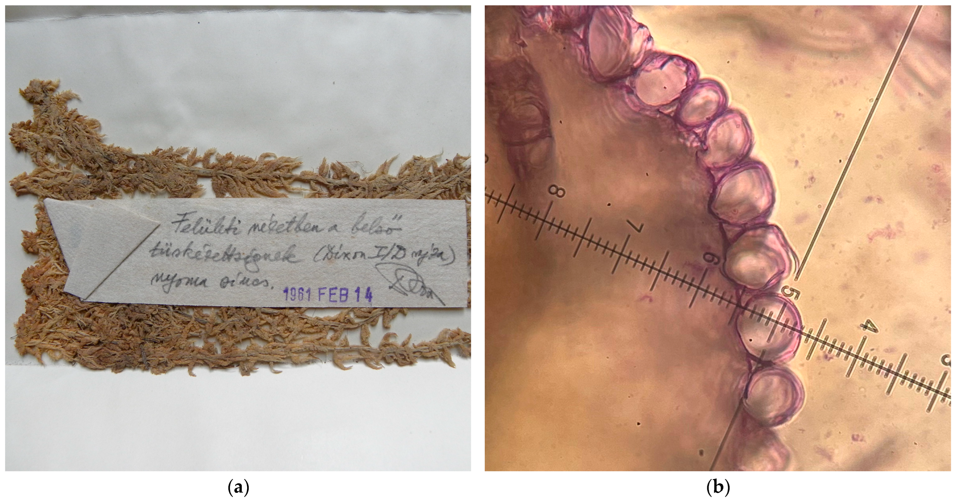 Preprints 168204 g005