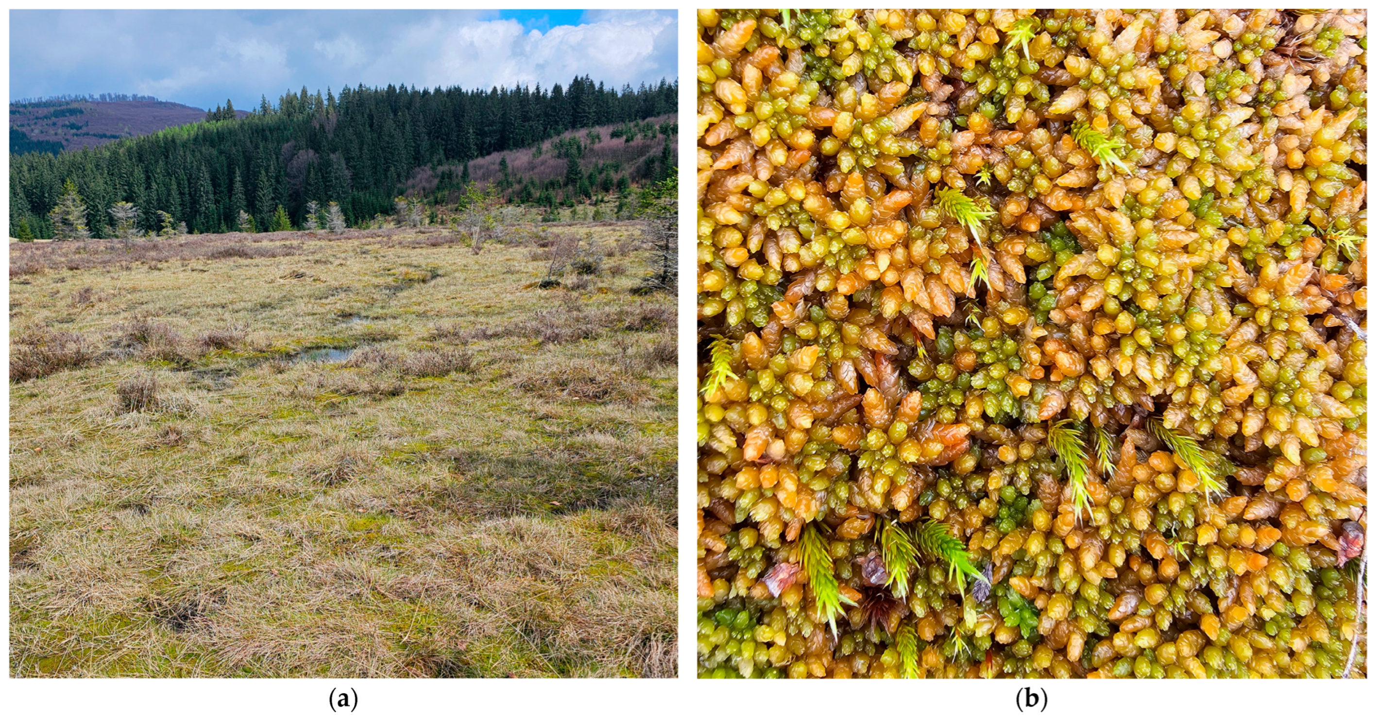 Preprints 168204 g006