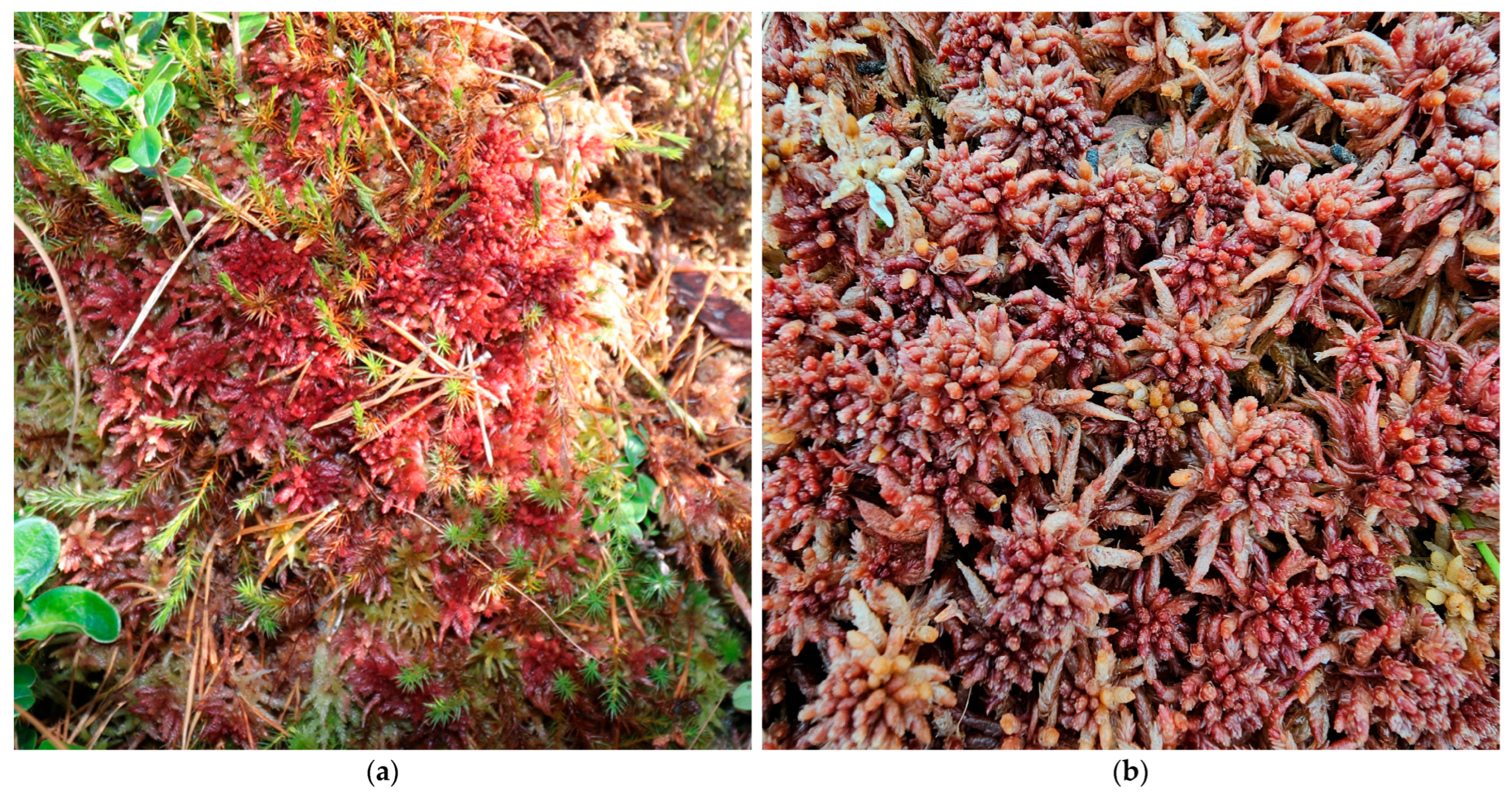 Preprints 168204 g007