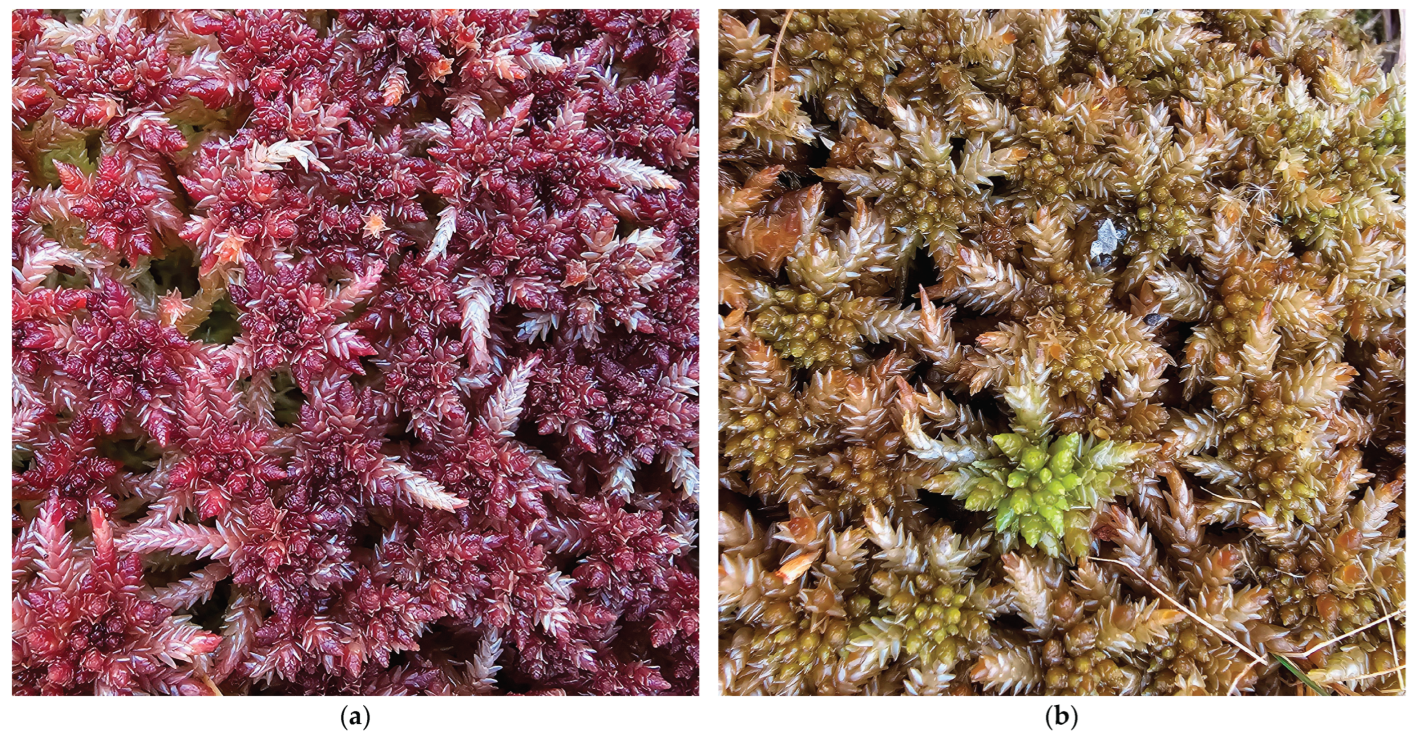 Preprints 168204 g008