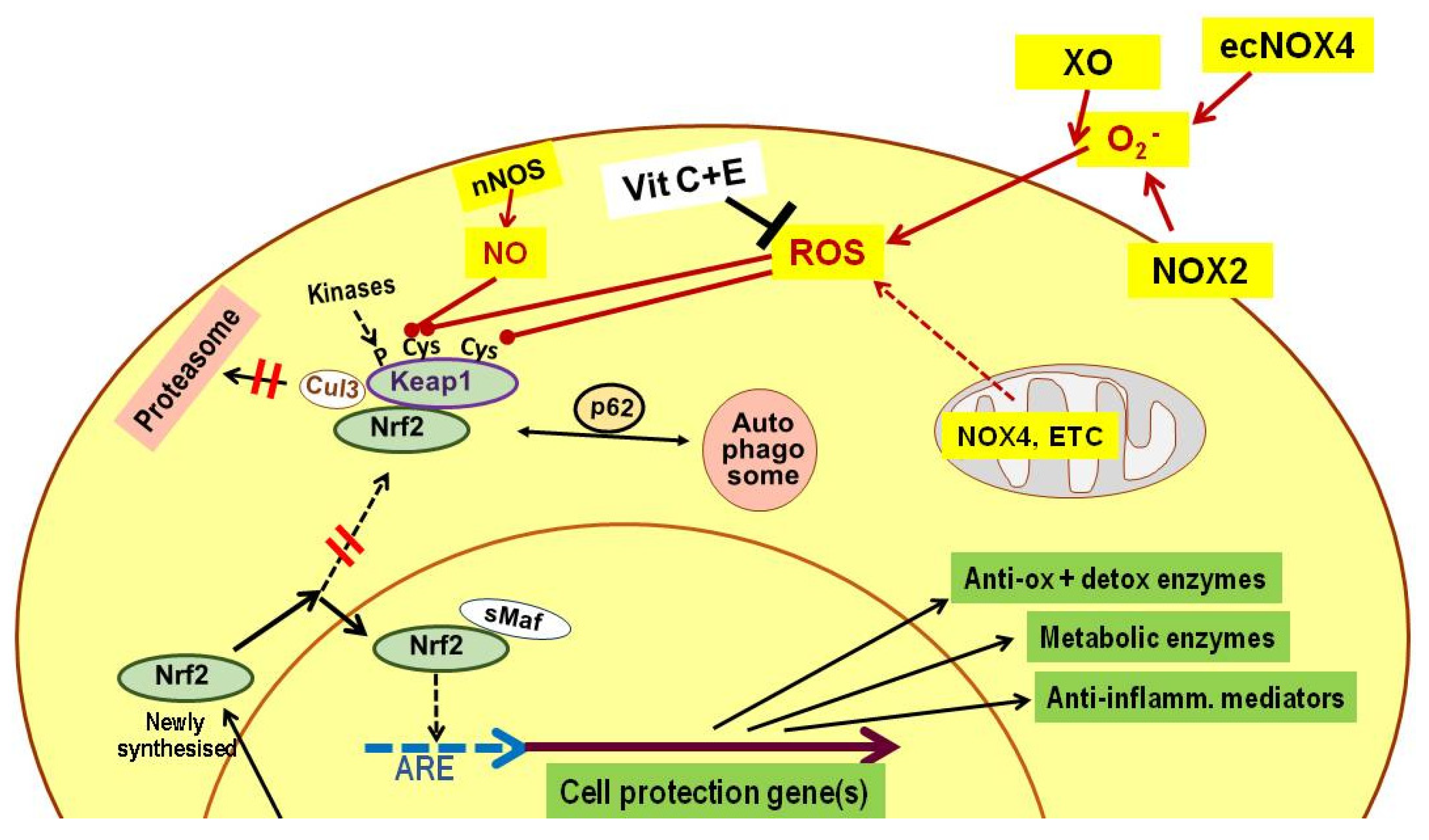 Preprints 184152 g002