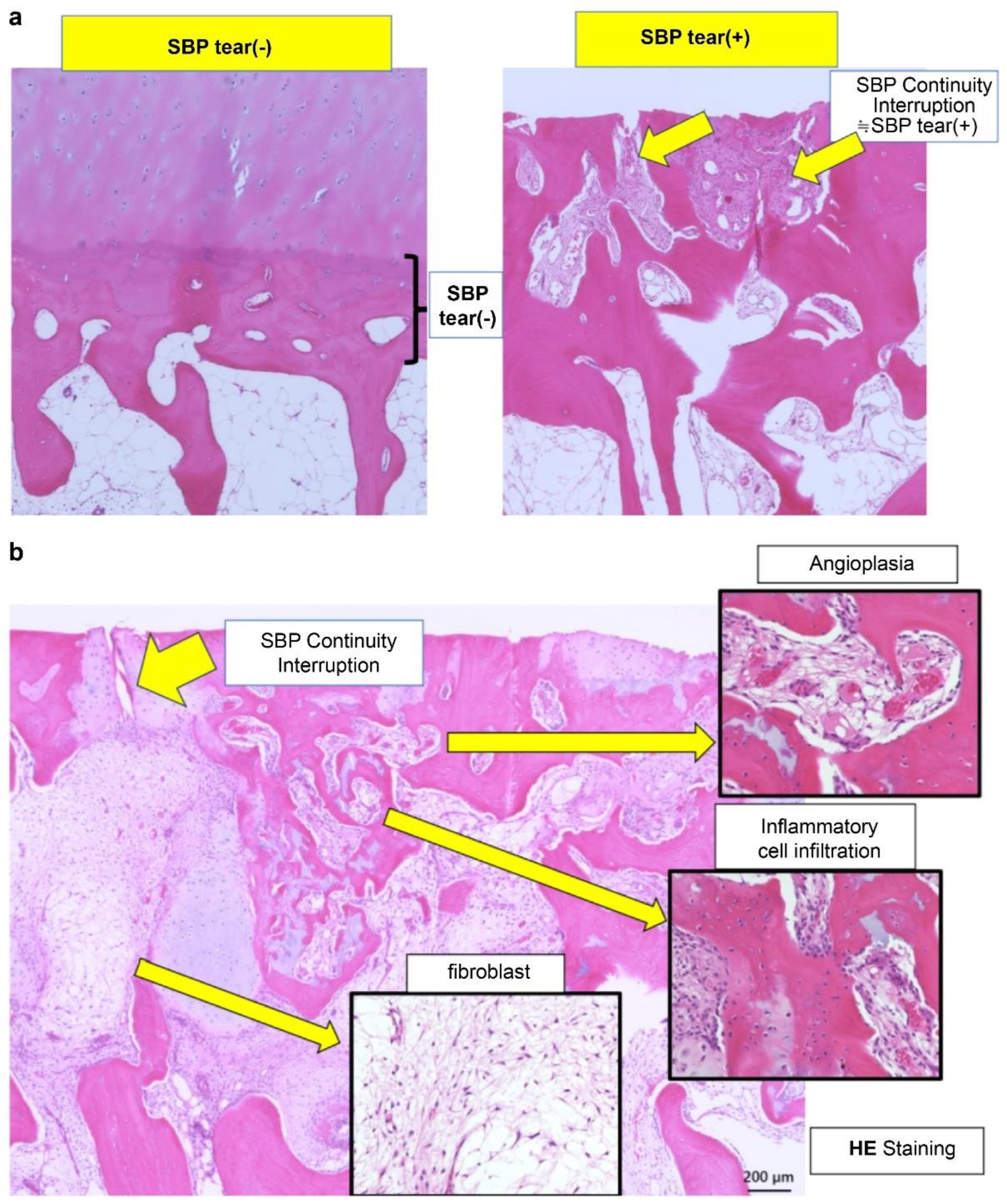 Preprints 179526 g001
