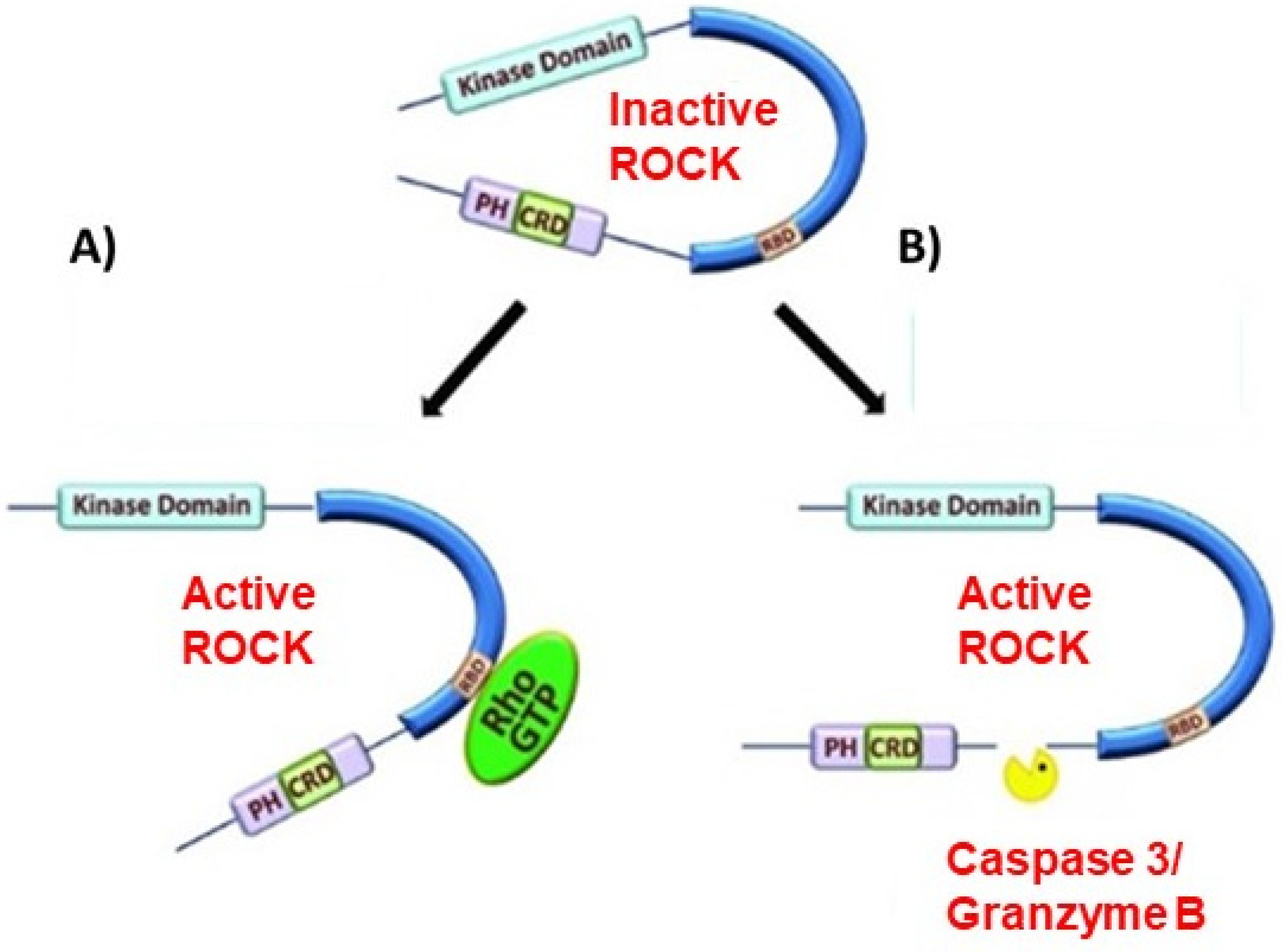 Preprints 146604 g001