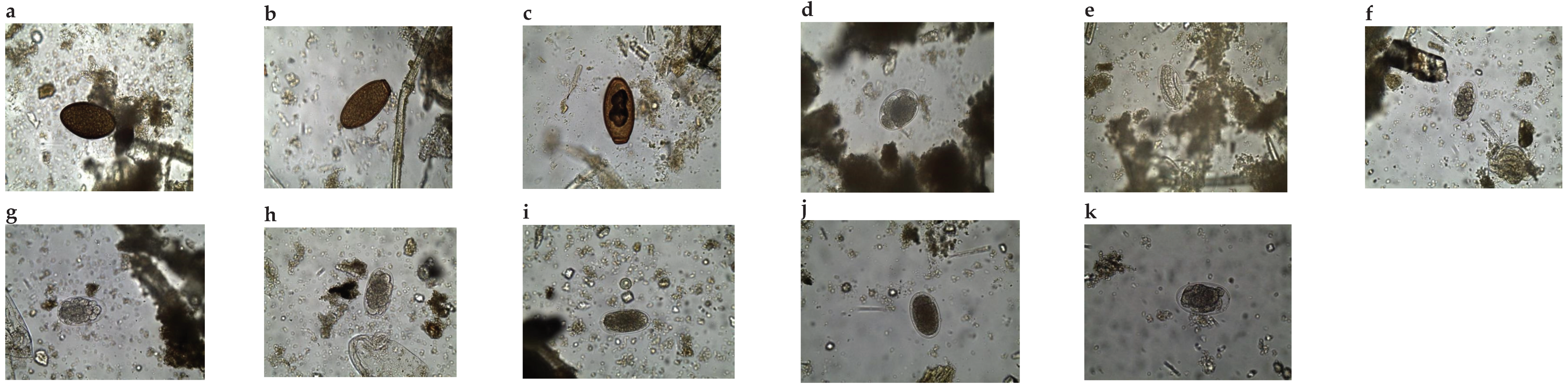 Preprints 181295 g002