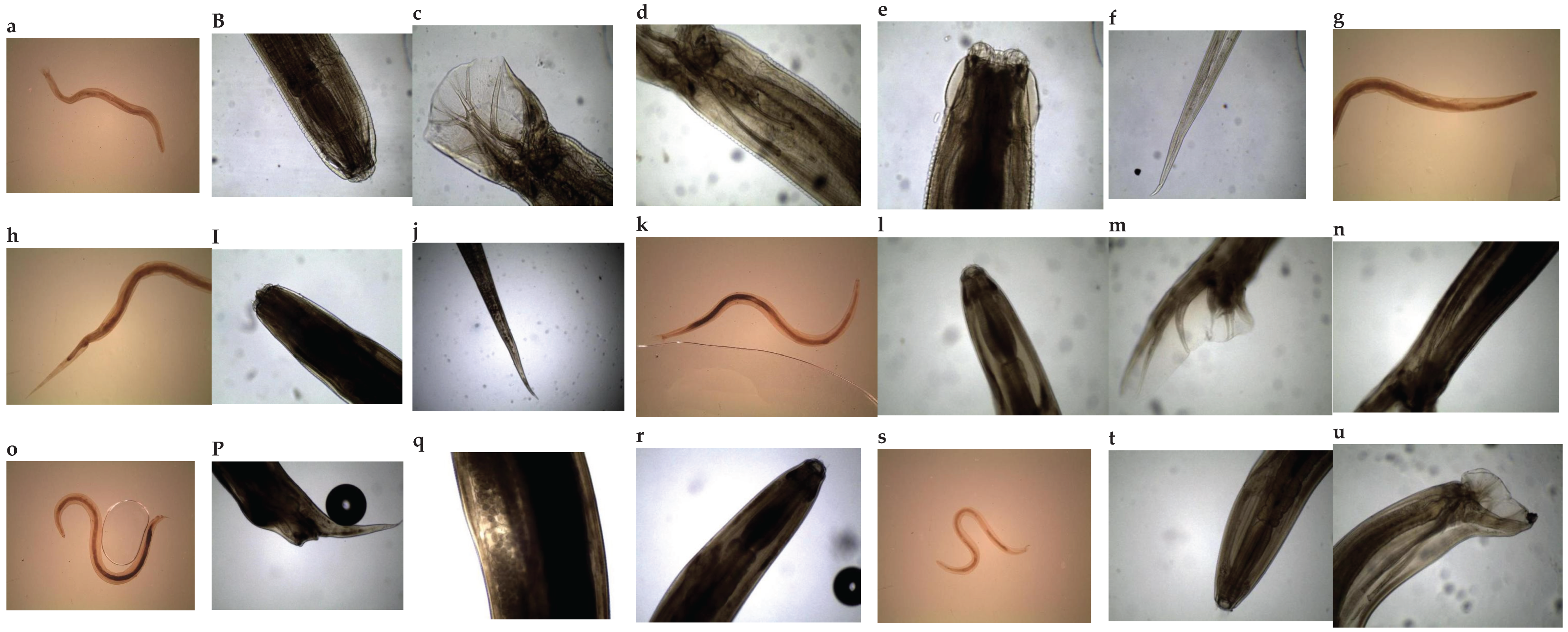 Preprints 181295 g003