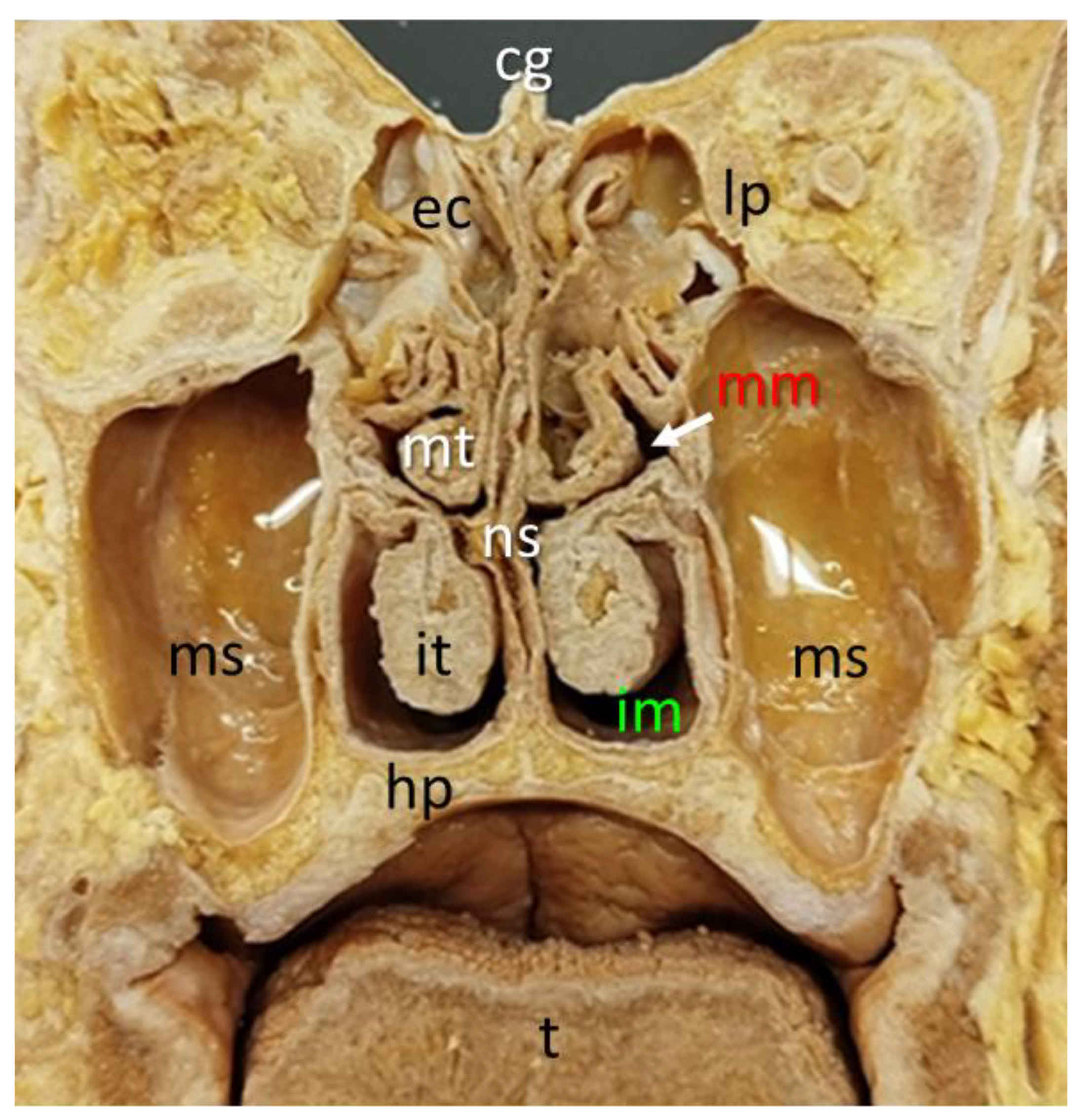 Preprints 192410 g003