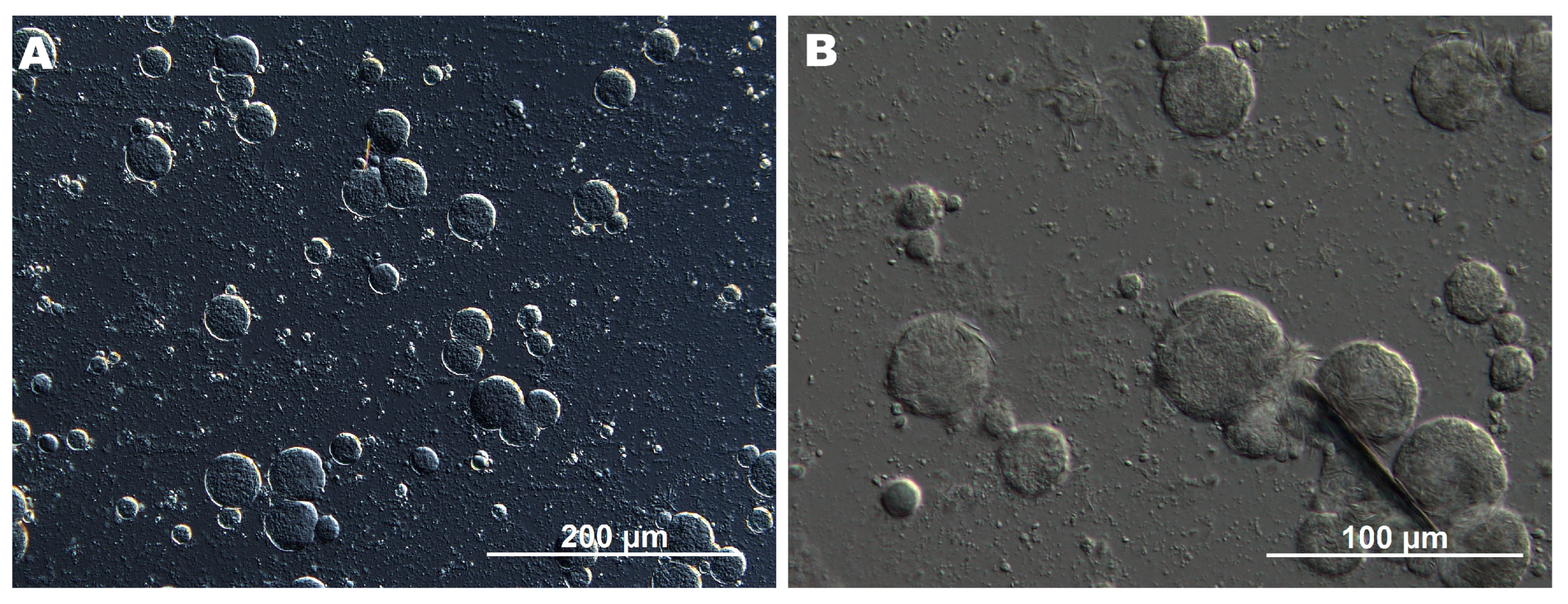Preprints 173507 g001