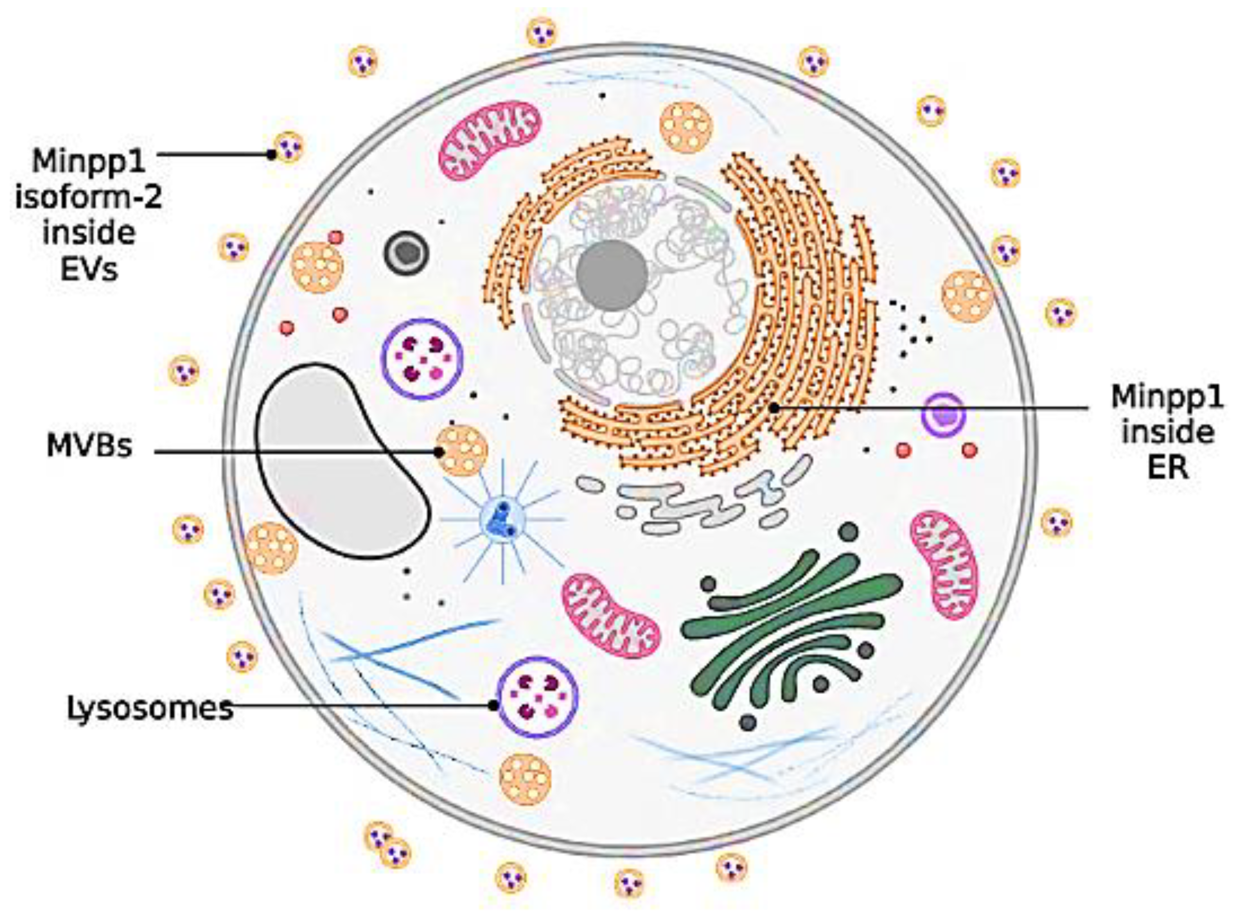 Preprints 170109 g008
