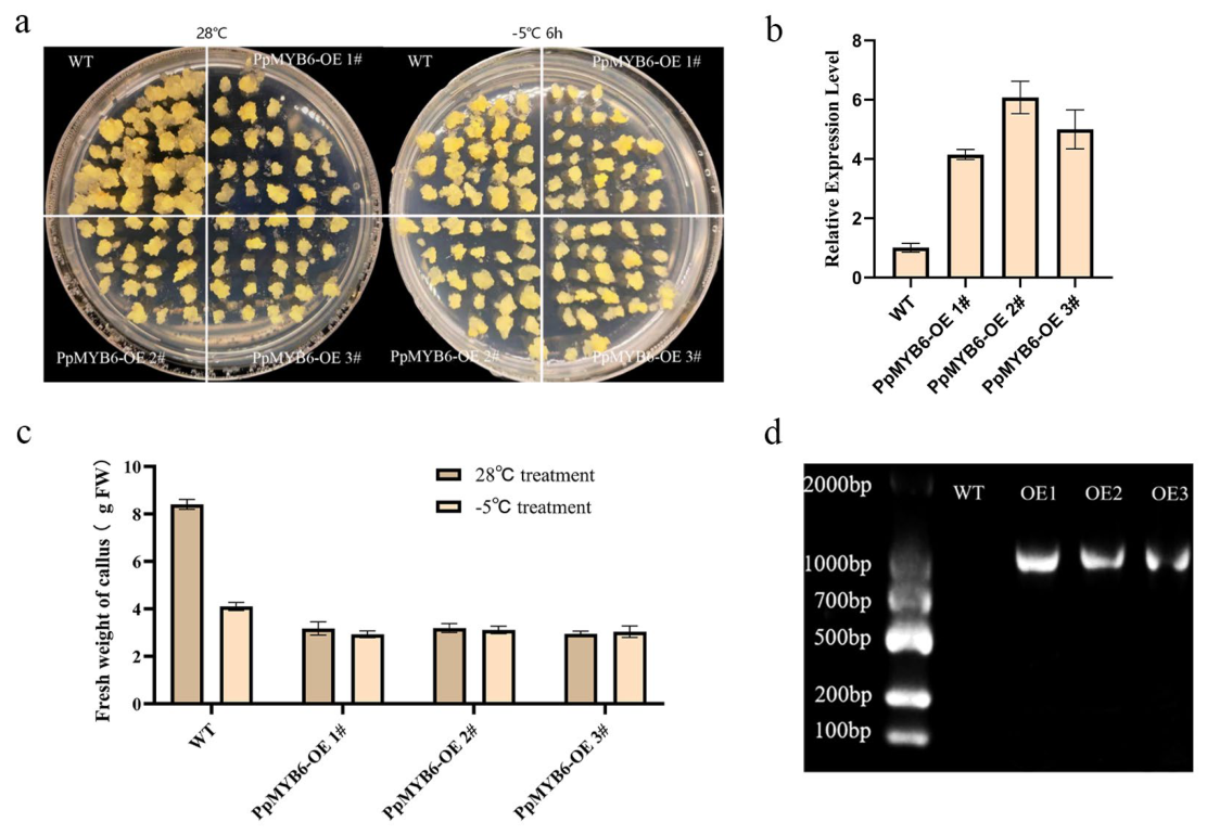 Preprints 227631 g010 Preprints 227631 g010
