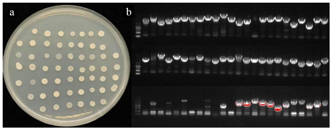 Preprints 227631 g013 Preprints 227631 g013