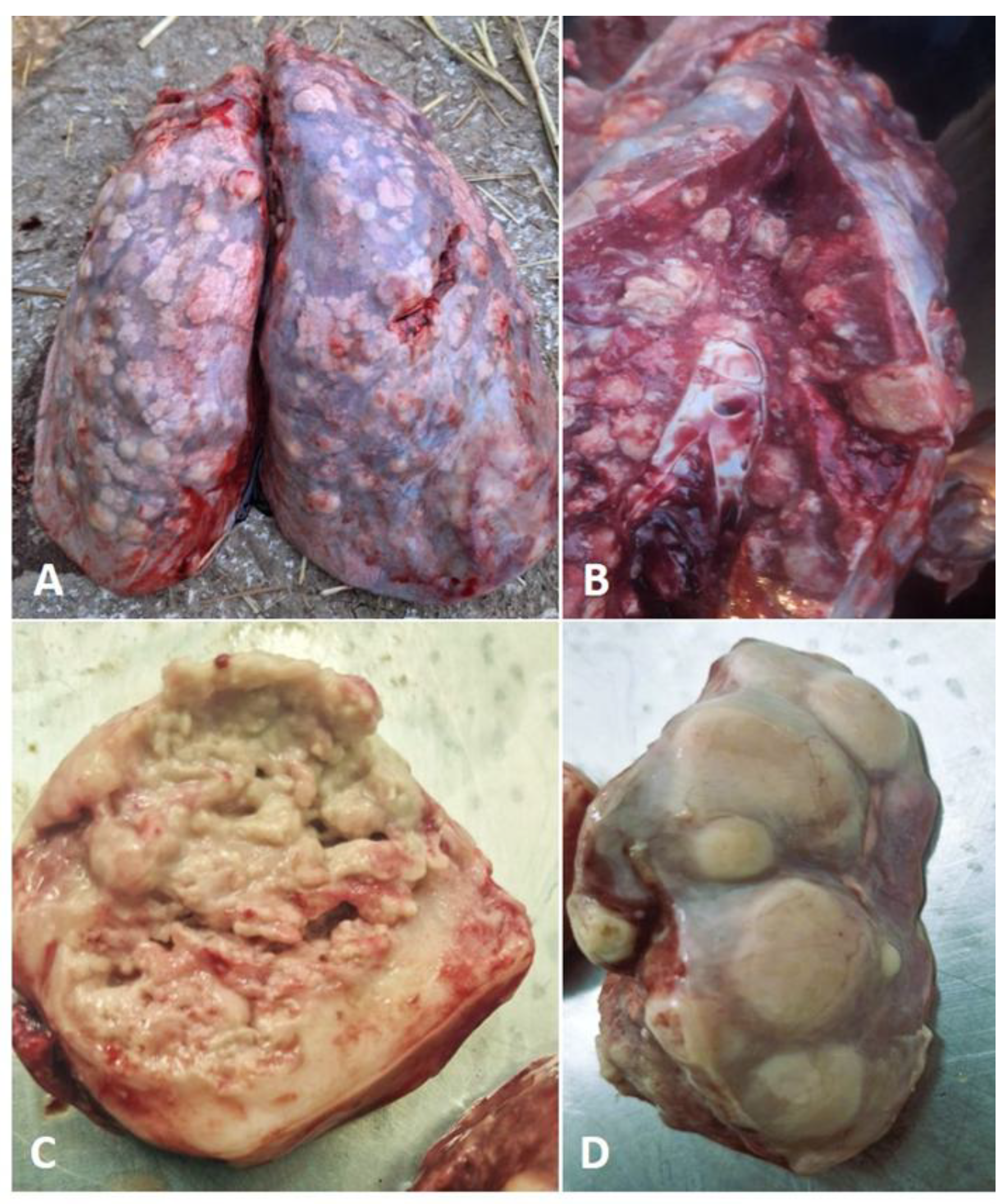 Preprints 164357 g001