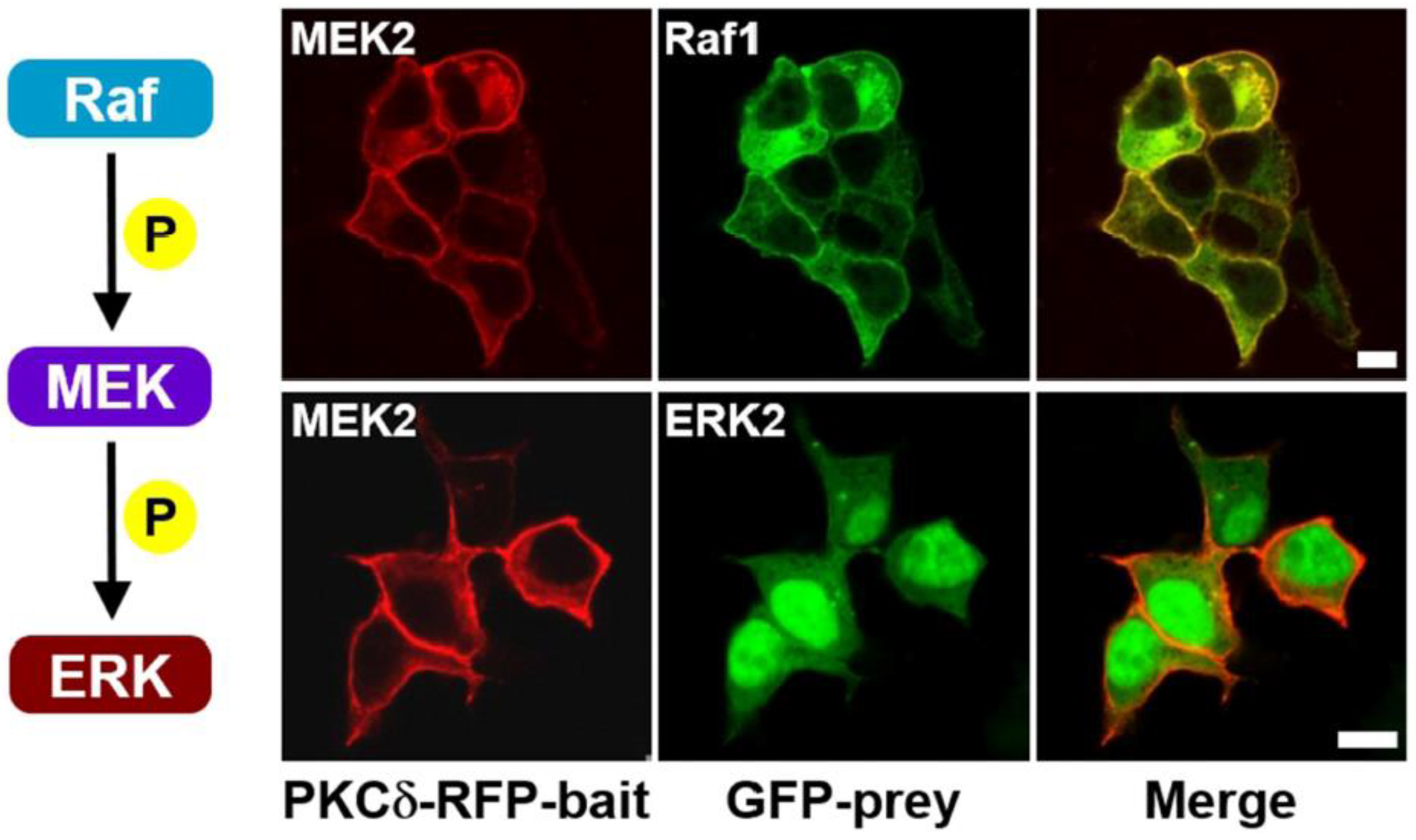 Preprints 116366 g001