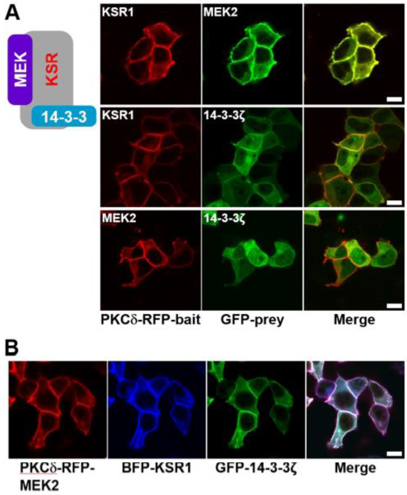 Preprints 116366 g003