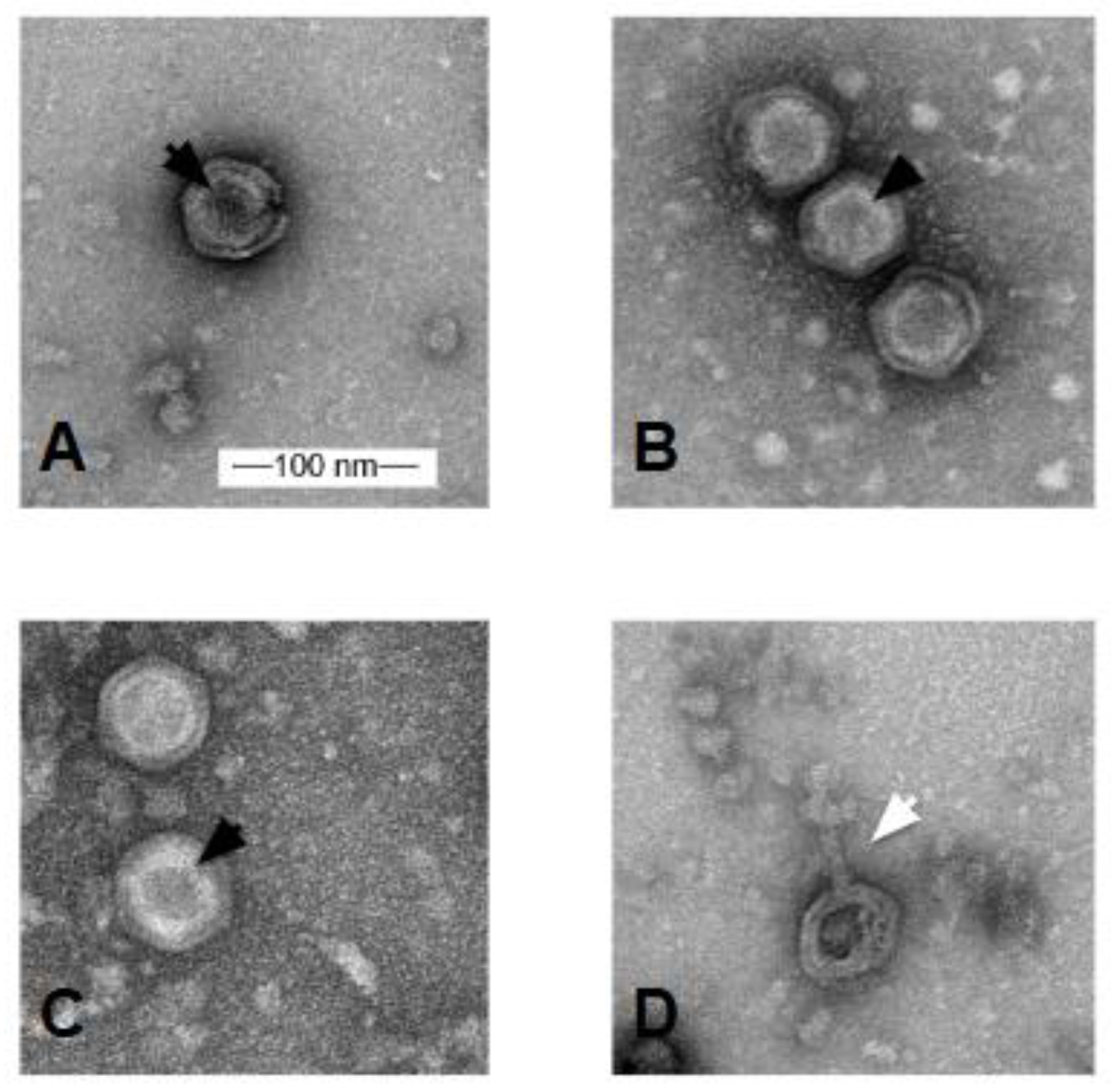 Preprints 143321 g002