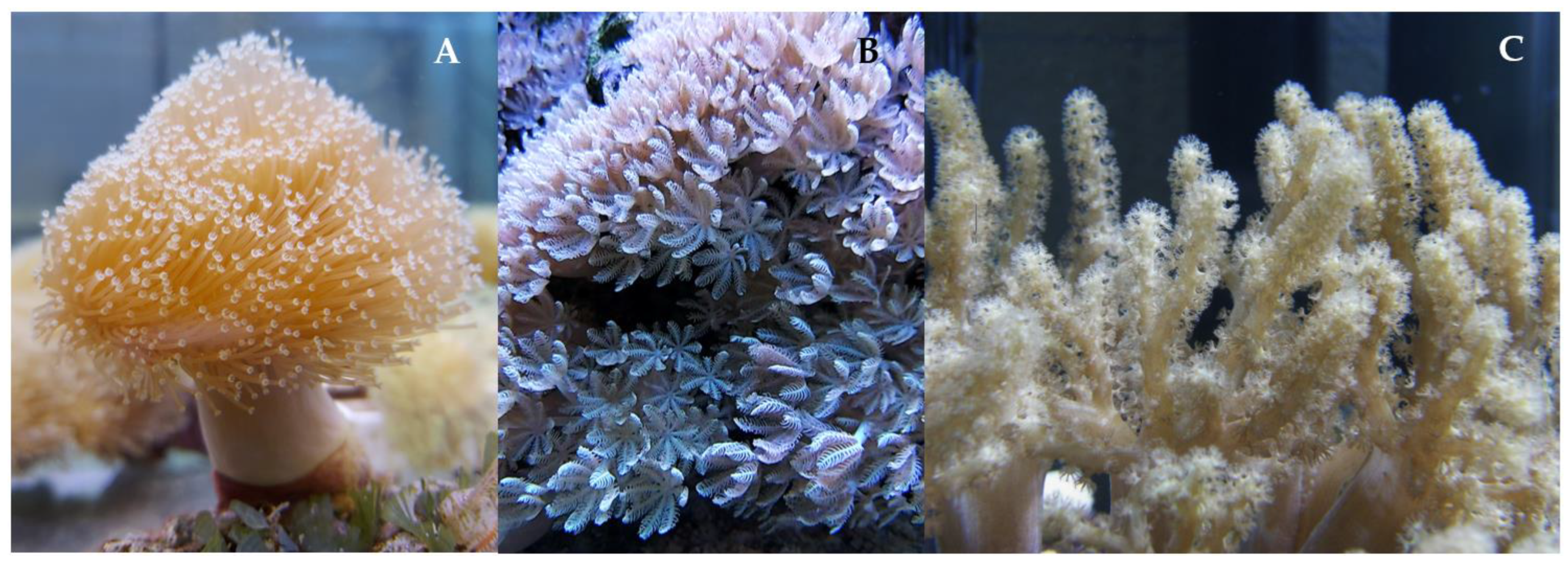 Preprints 146058 g003