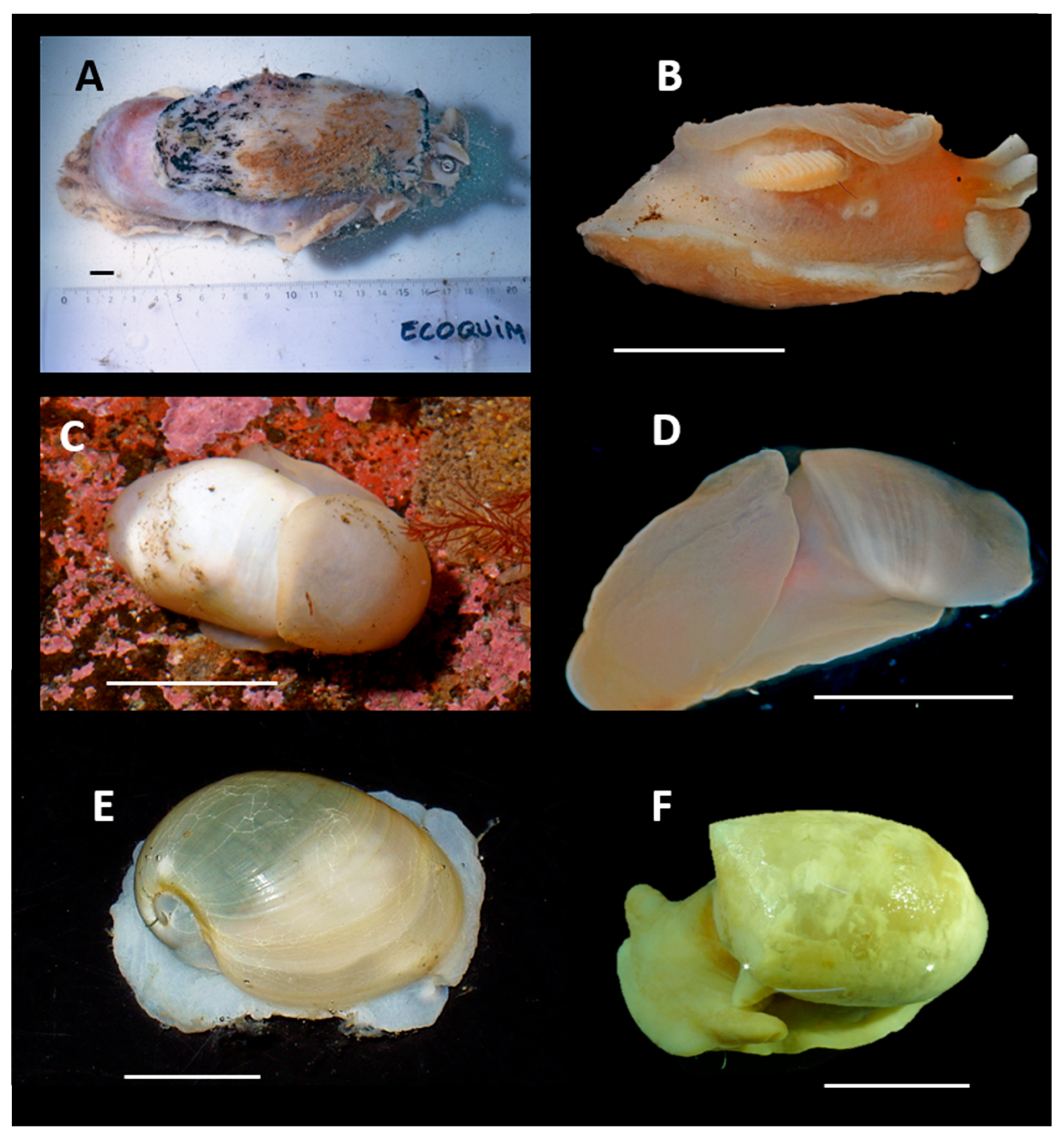 Preprints 157286 g003