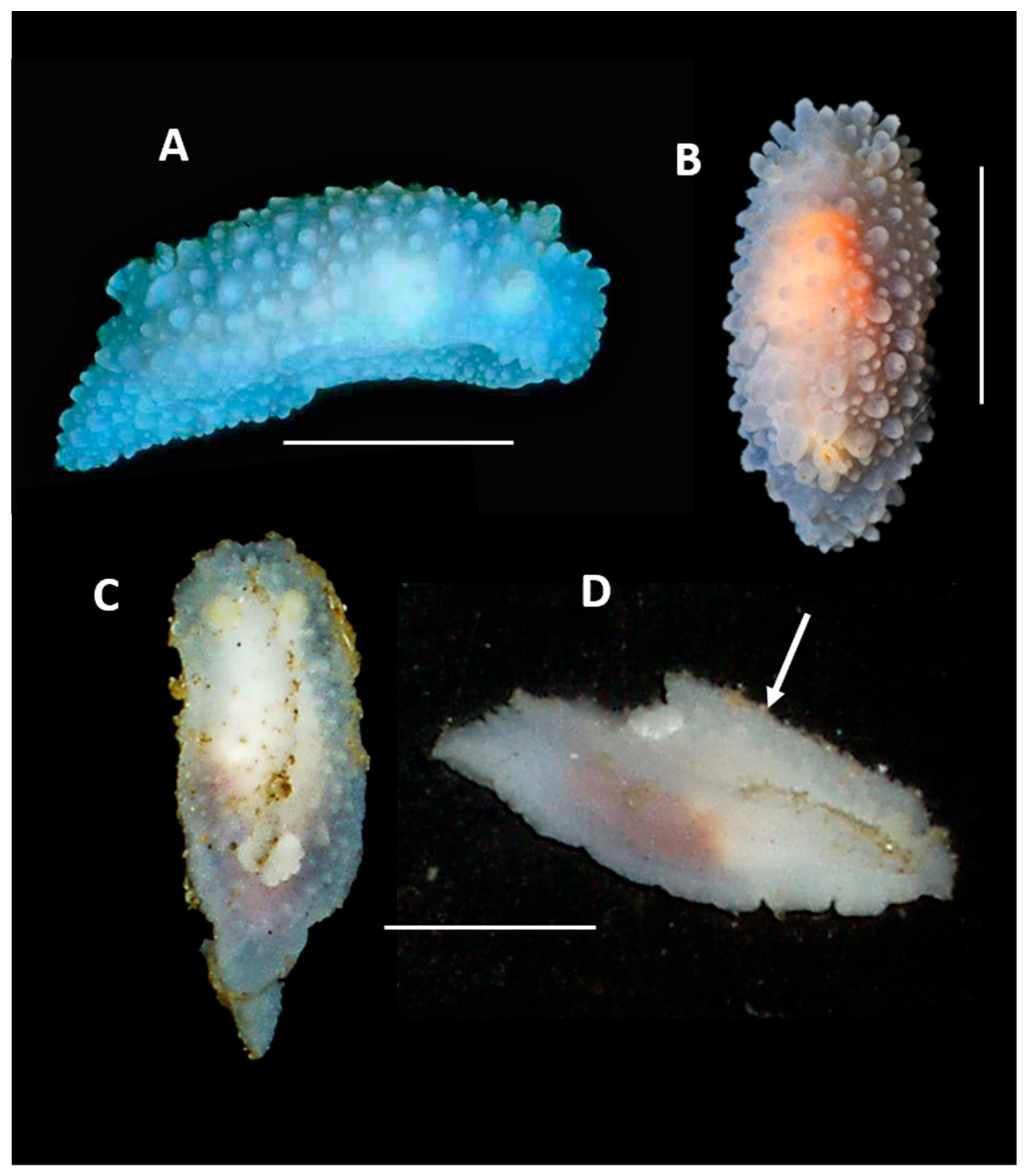 Preprints 157286 g004
