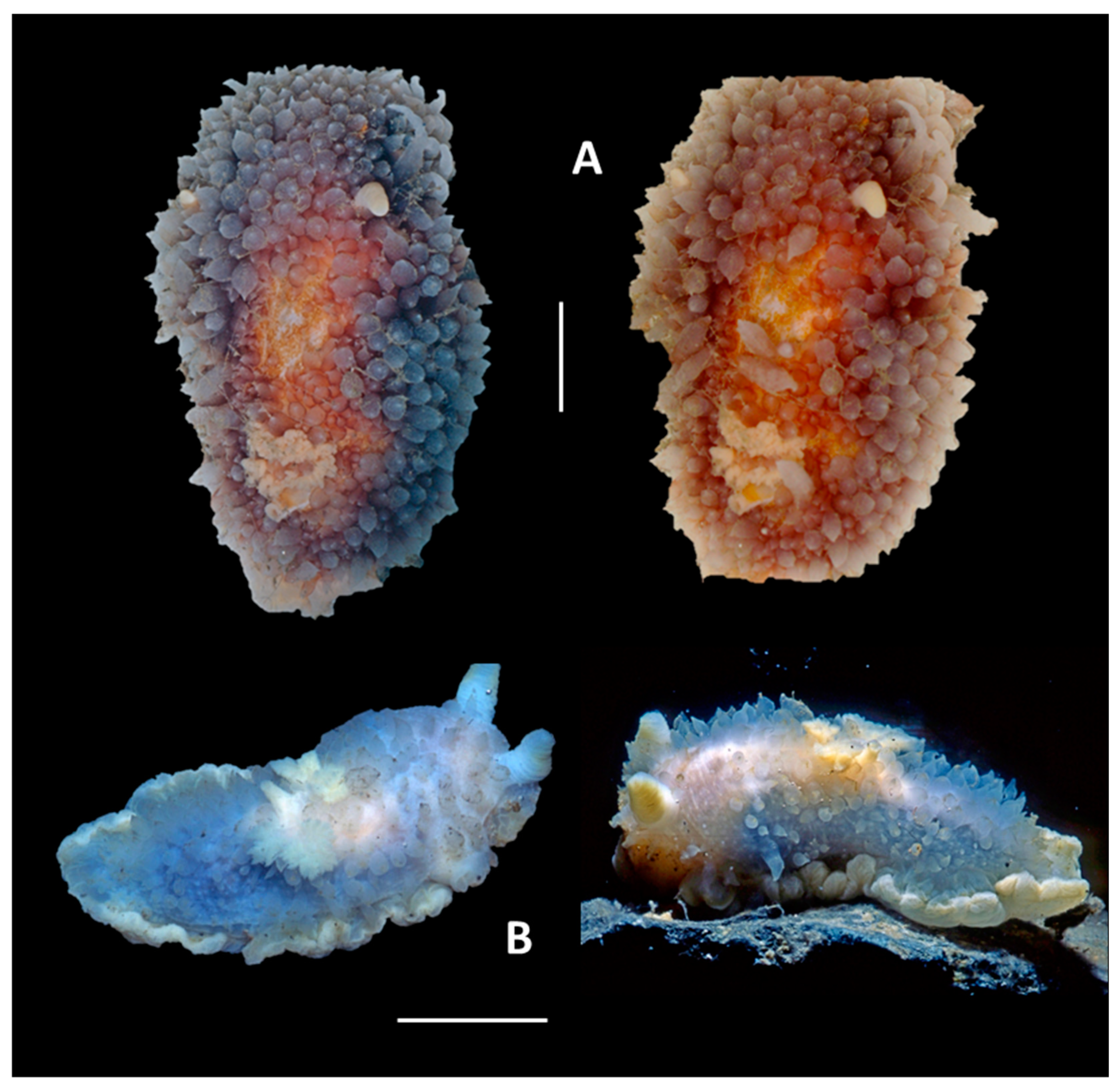 Preprints 157286 g006