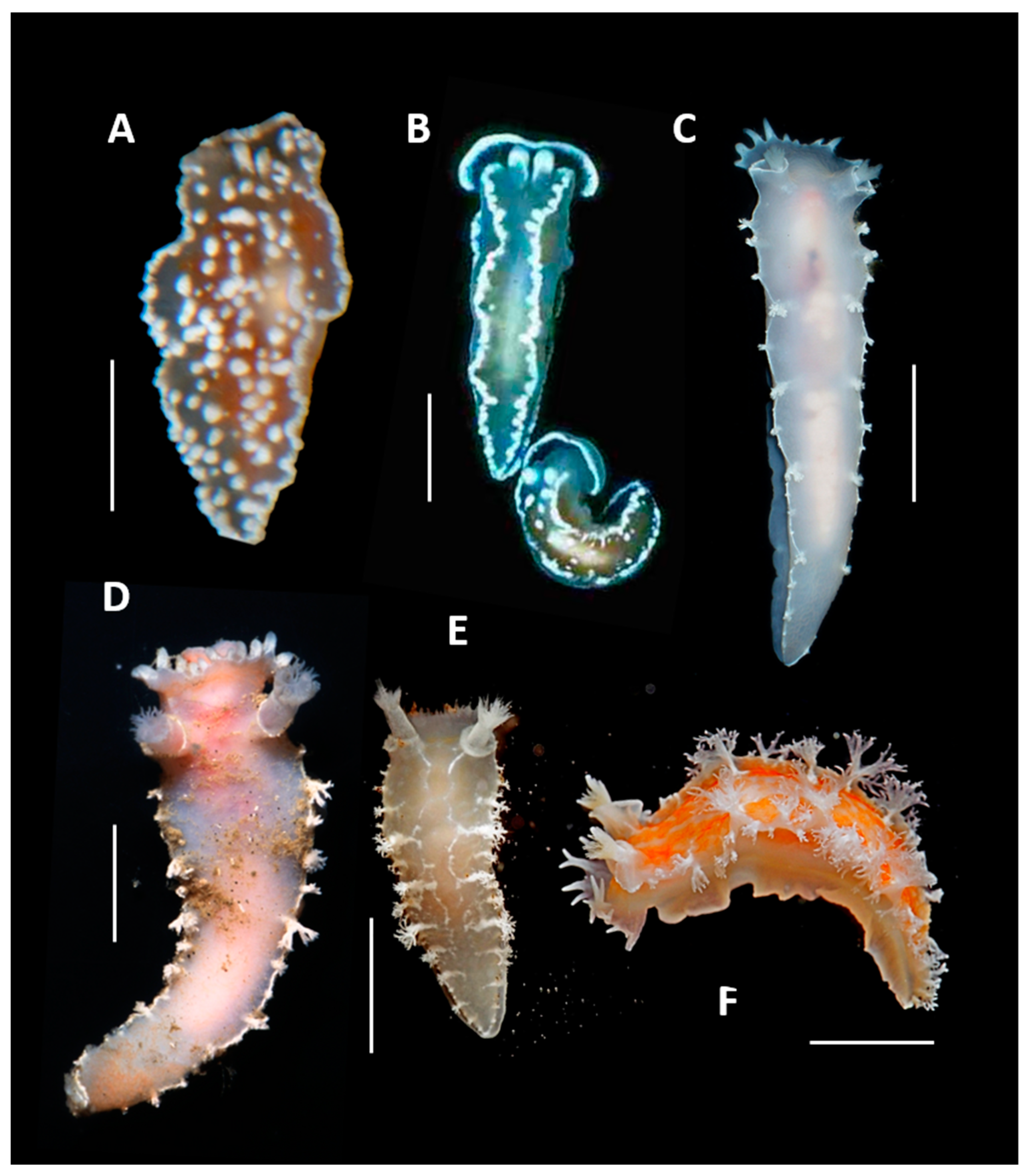 Preprints 157286 g007