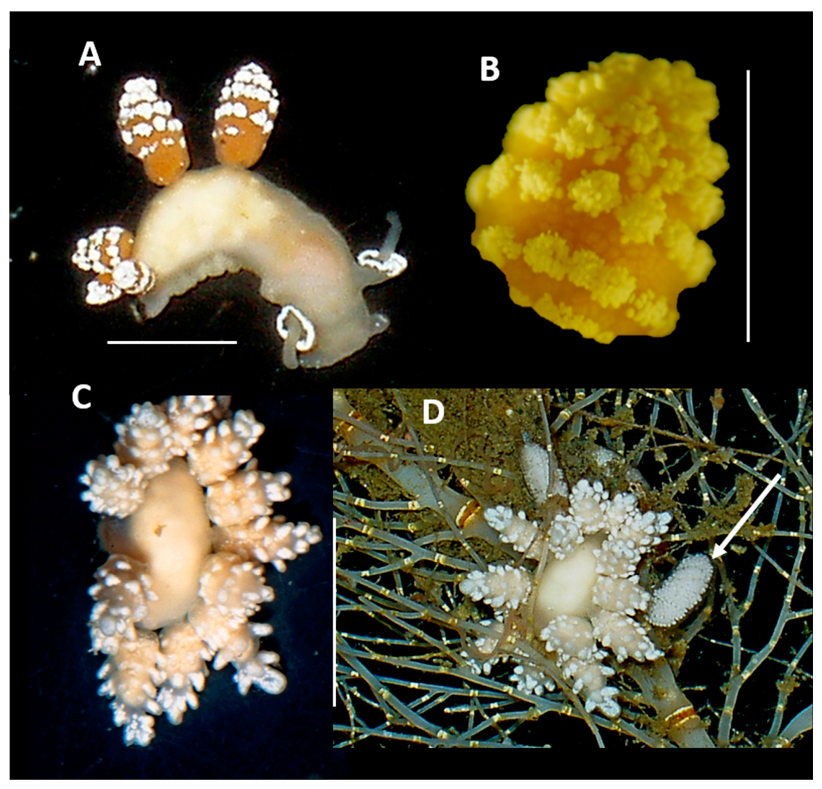Preprints 157286 g008