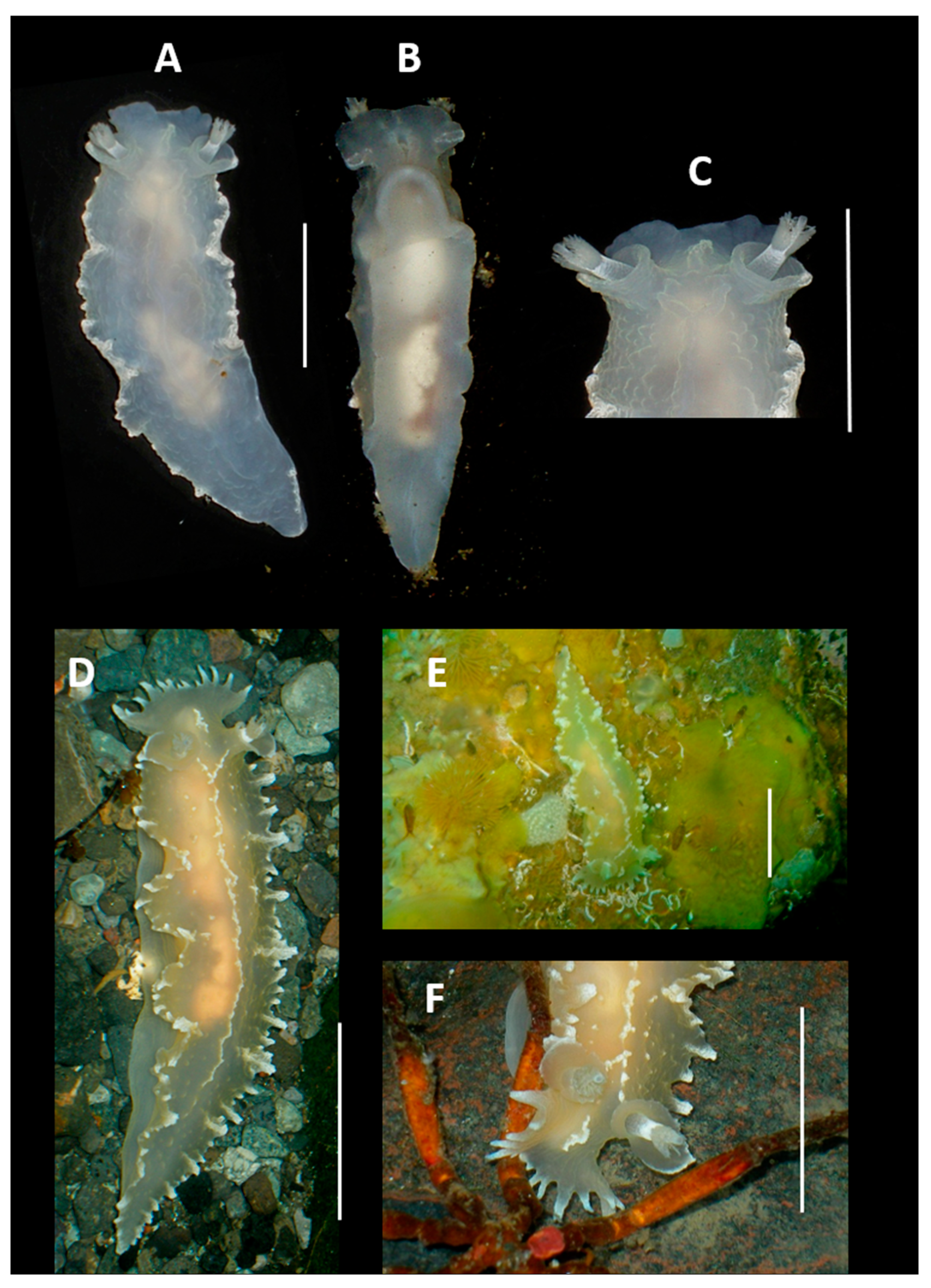 Preprints 157286 g009