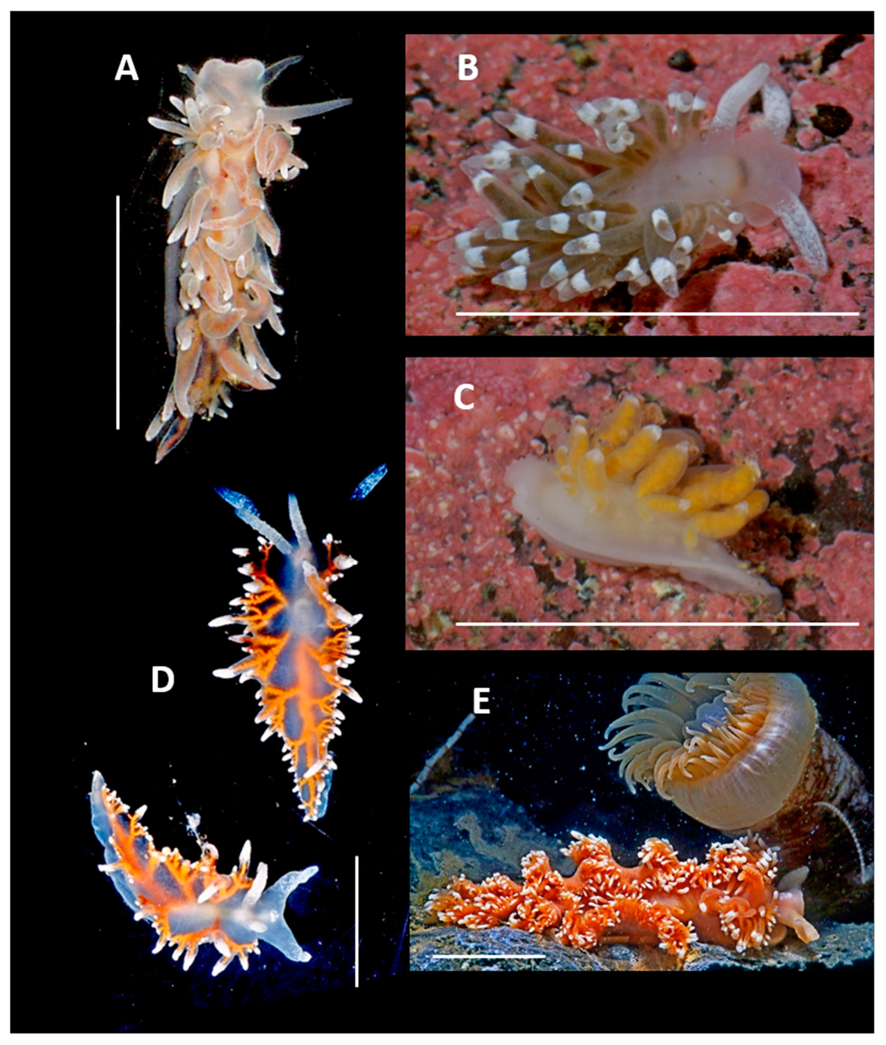 Preprints 157286 g010