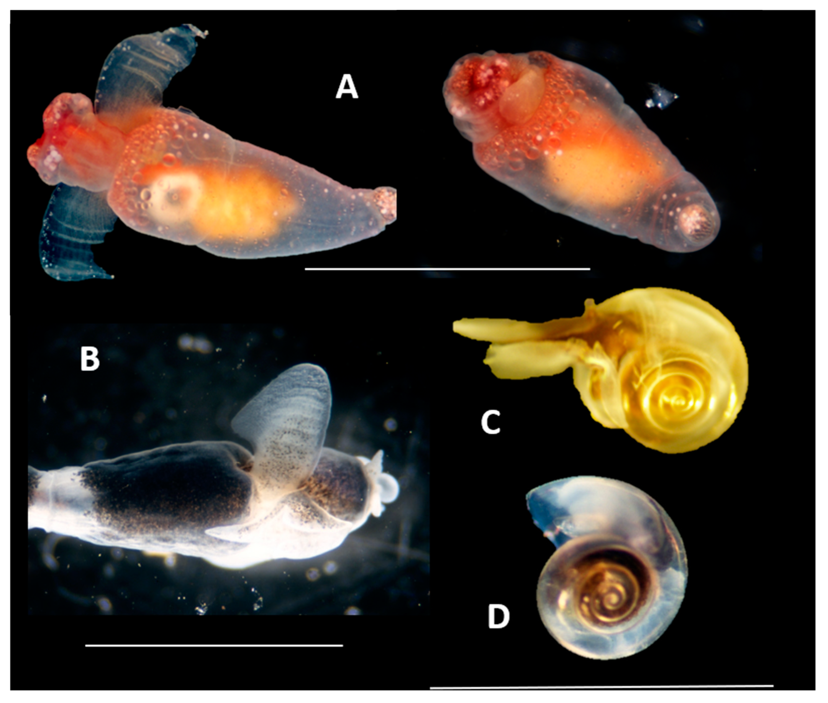 Preprints 157286 g011