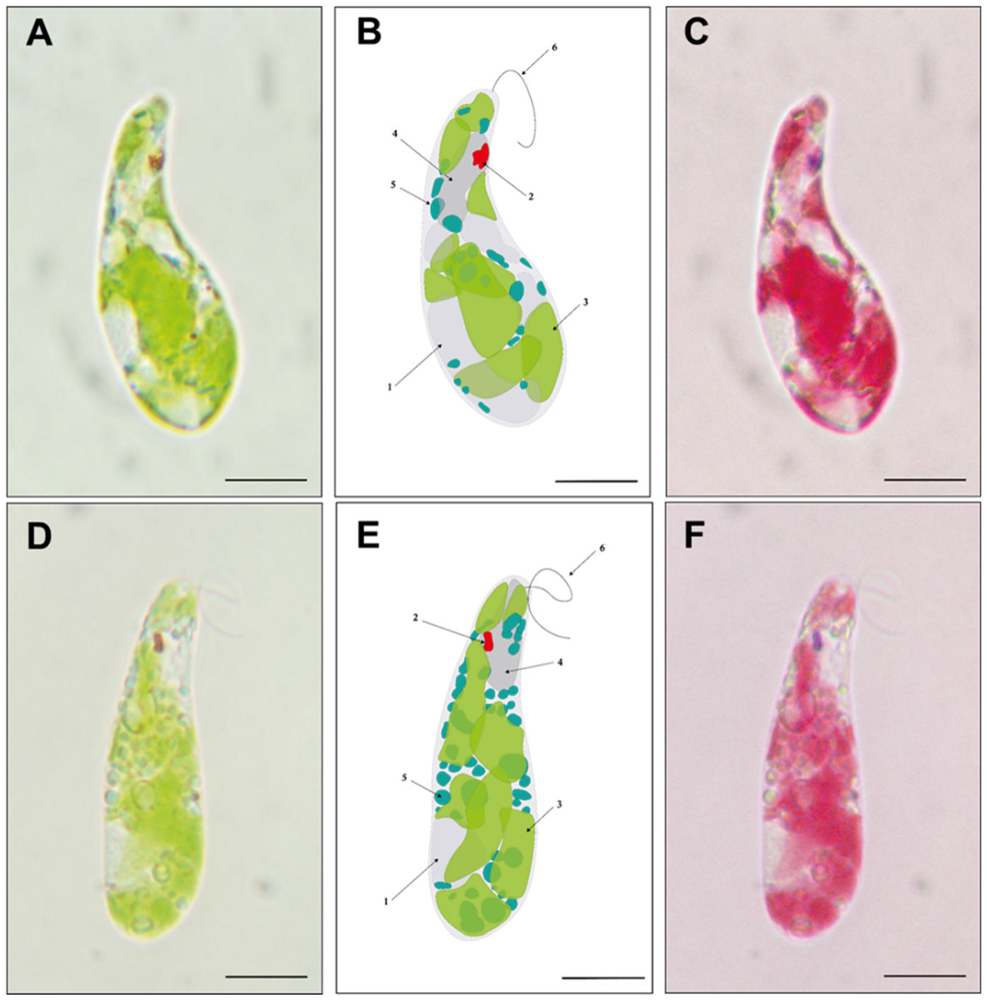 Preprints 163969 g006