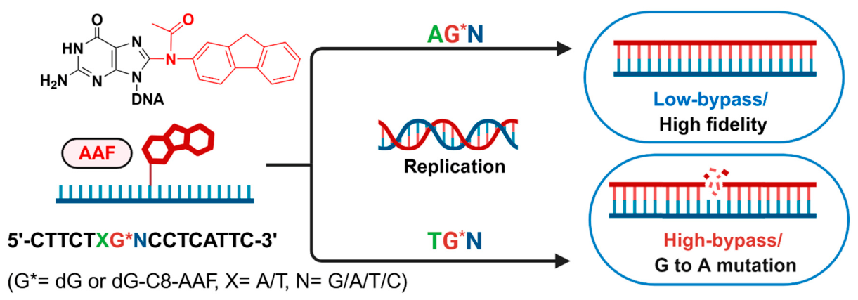 Preprints 216321 g001 Preprints 216321 g001