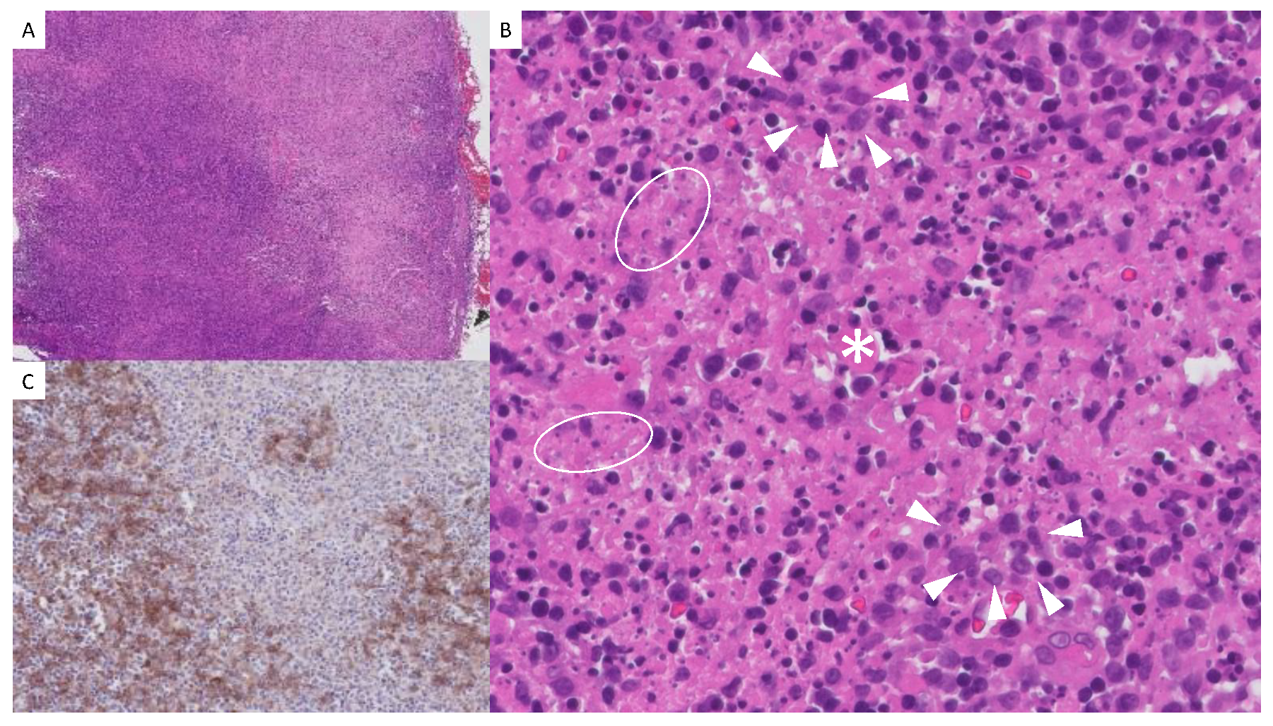 Preprints 145032 g002