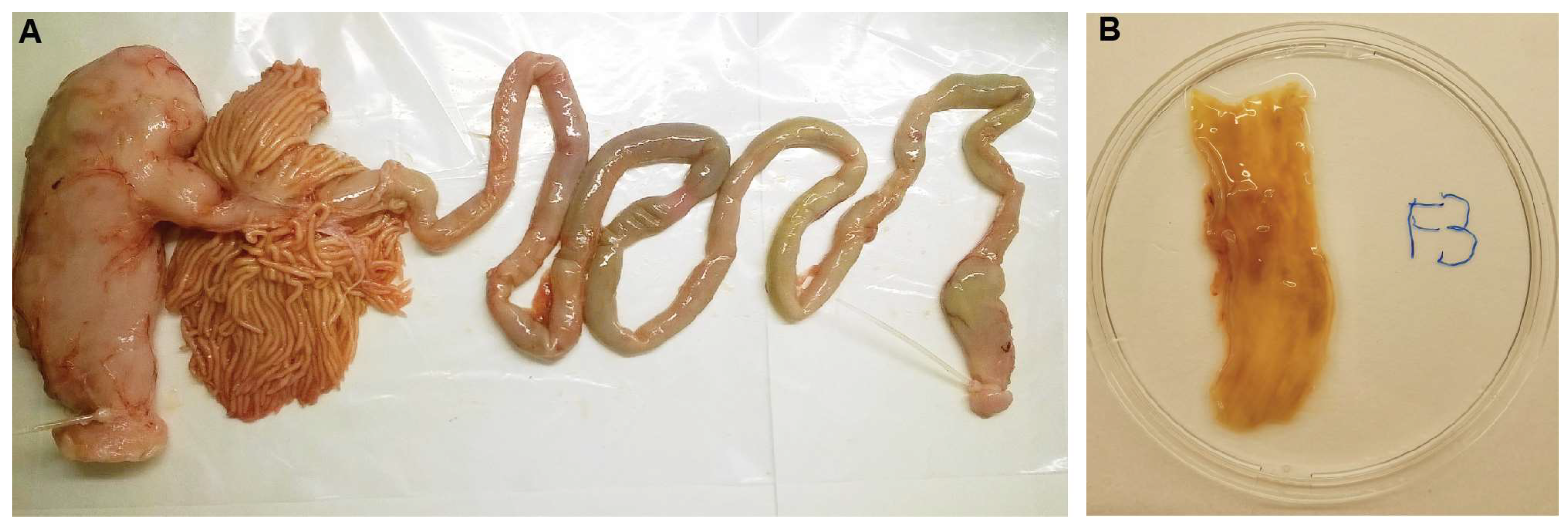 Preprints 119194 g001