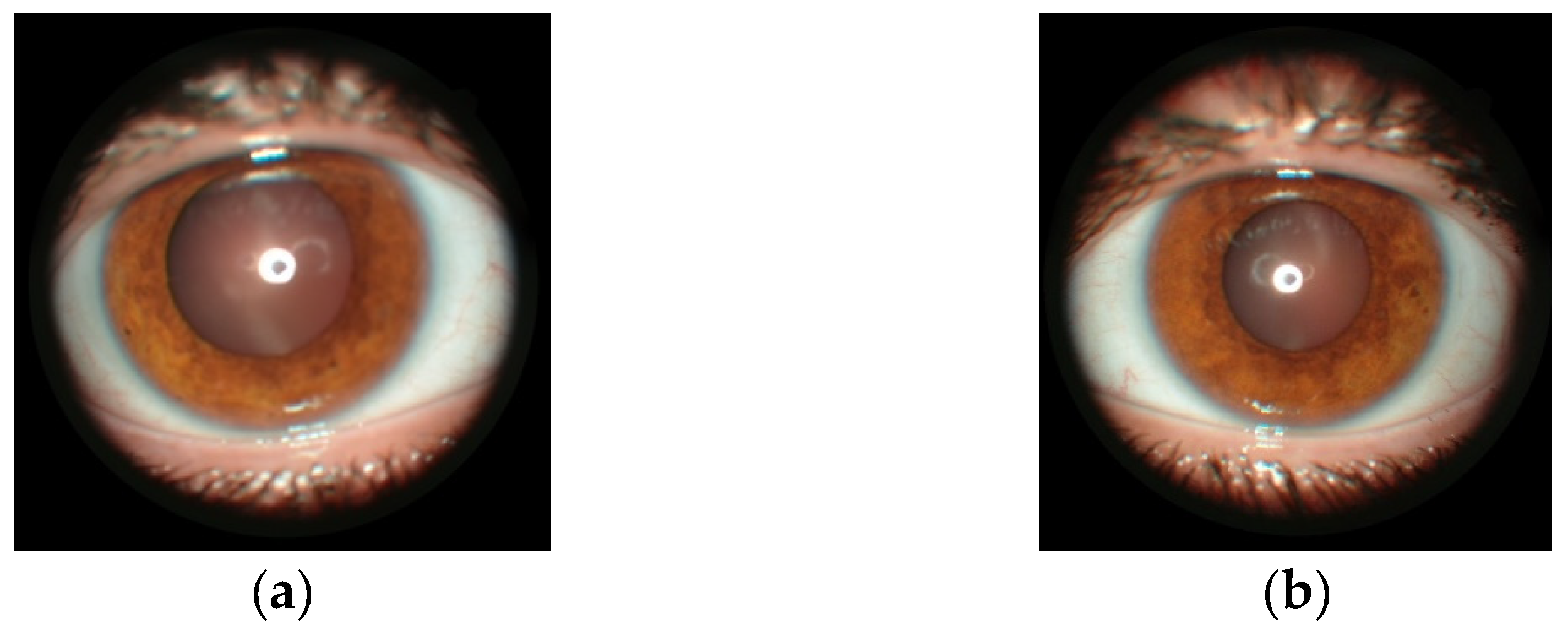 Preprints 99380 g004