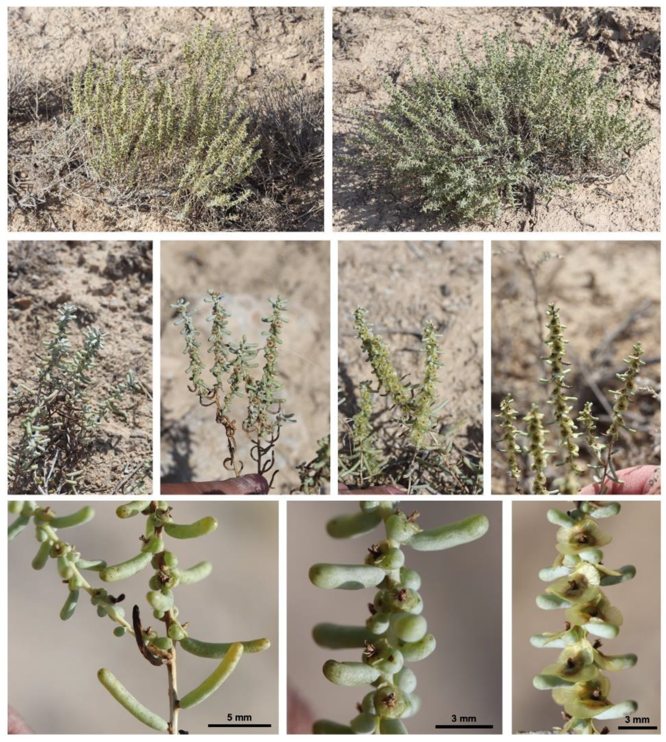 Preprints 161556 g002