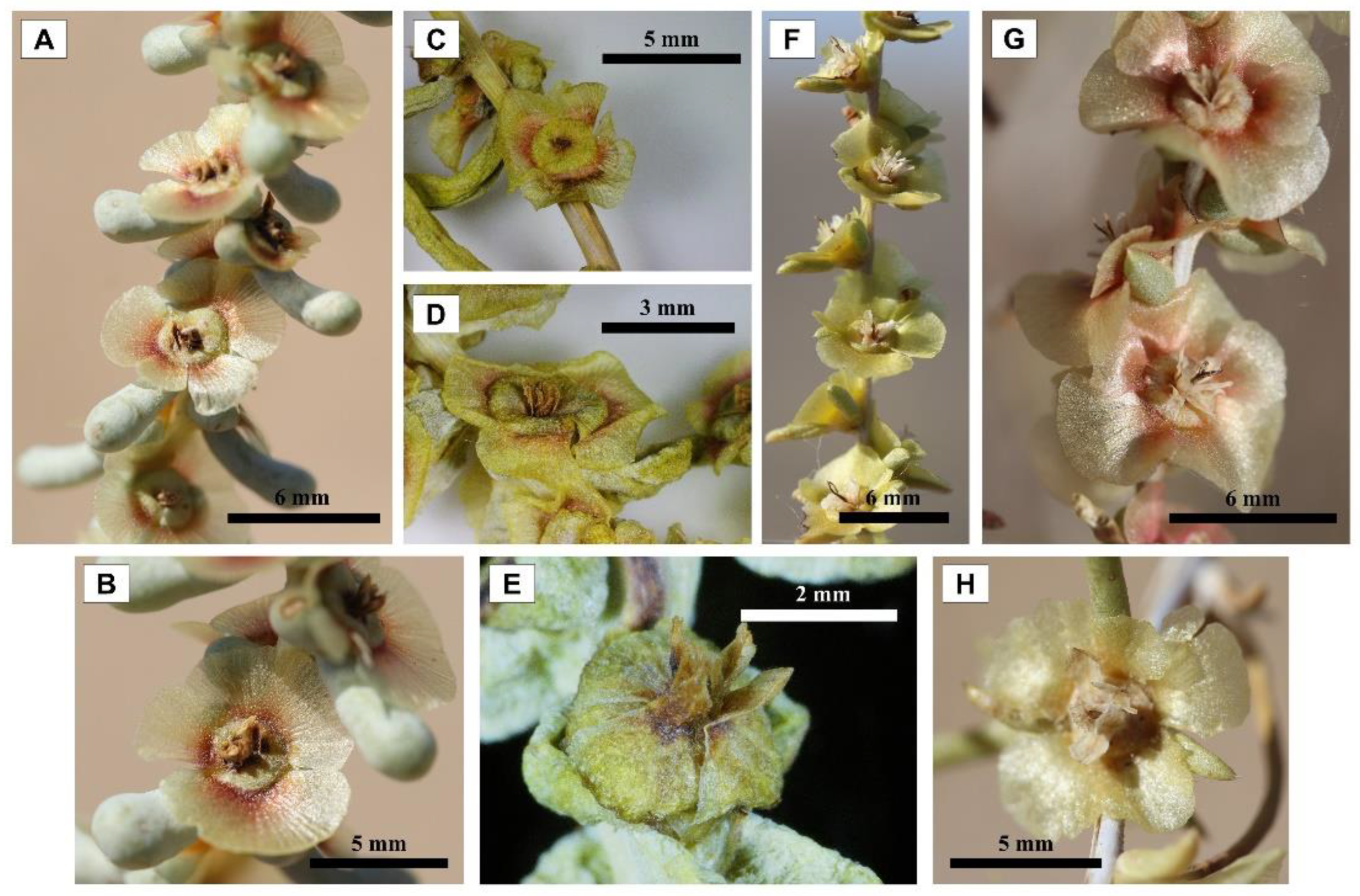 Preprints 161556 g010
