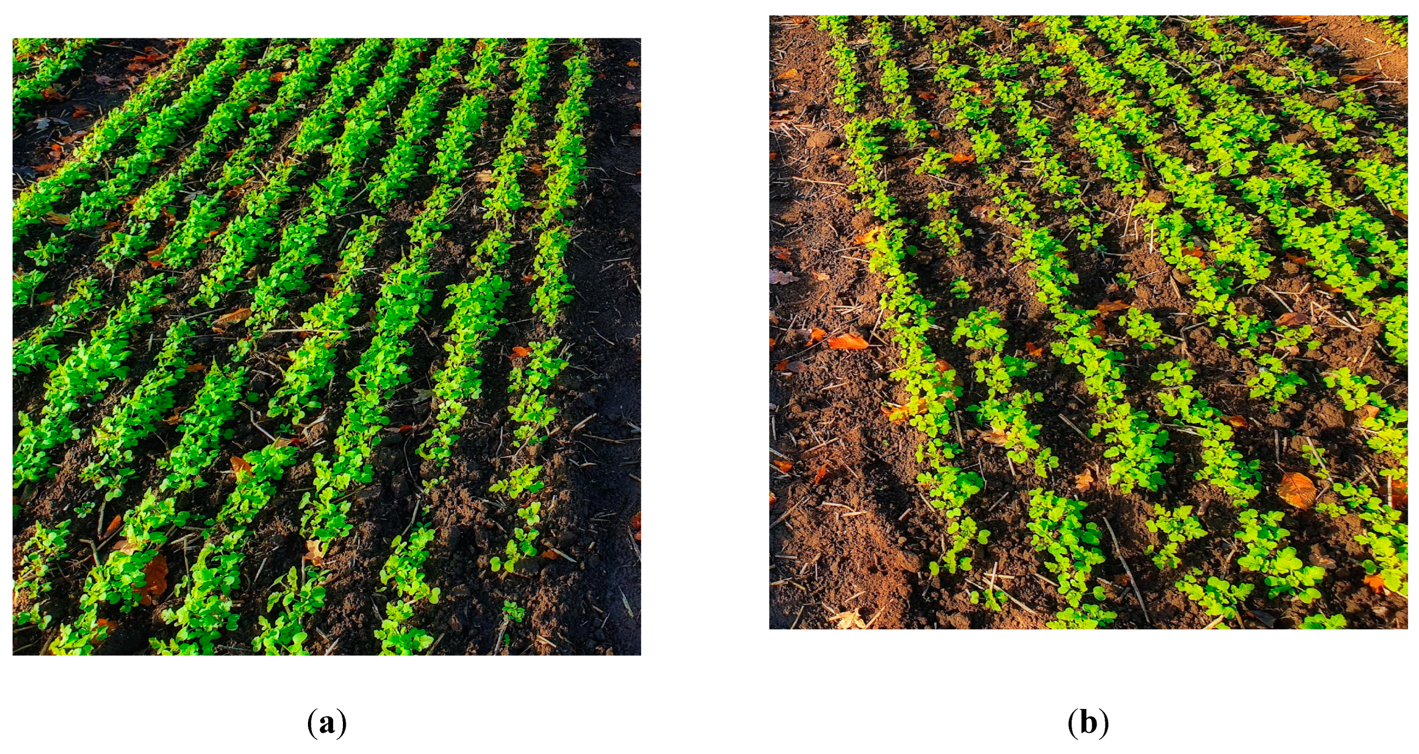 Preprints 98412 g003