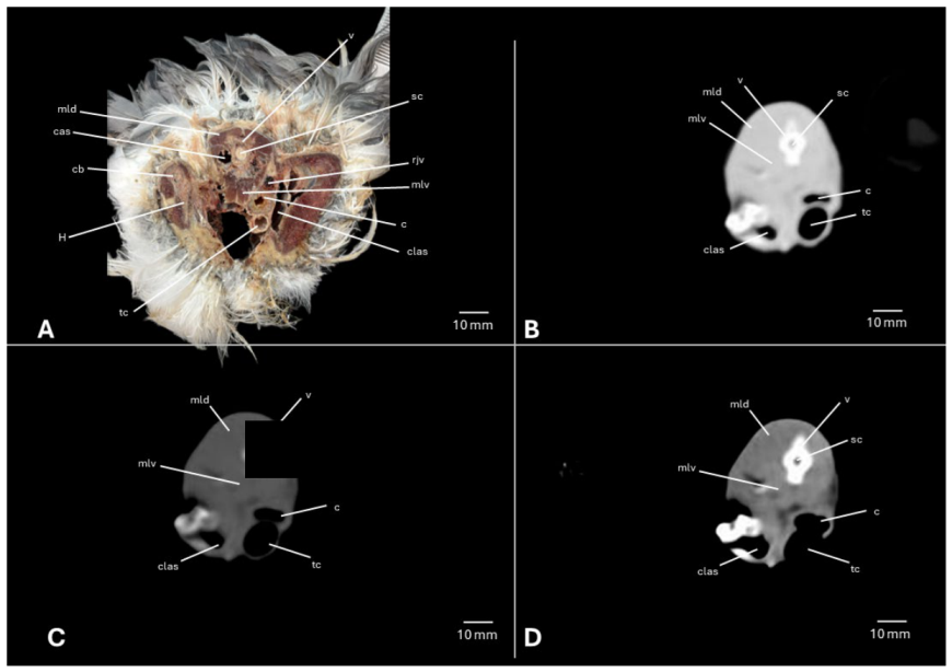 Preprints 217531 g005