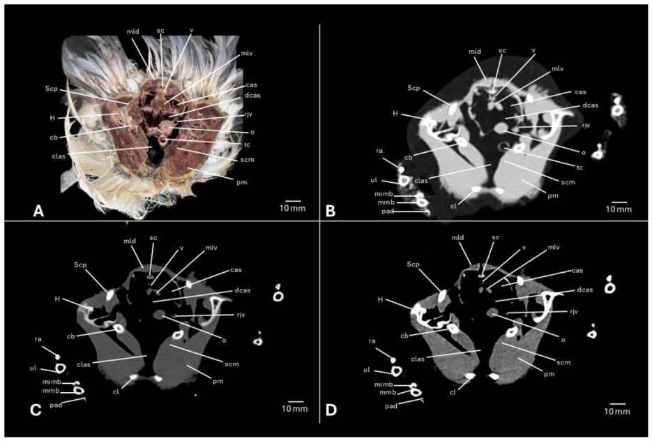 Preprints 217531 g007