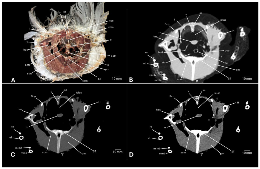 Preprints 217531 g008