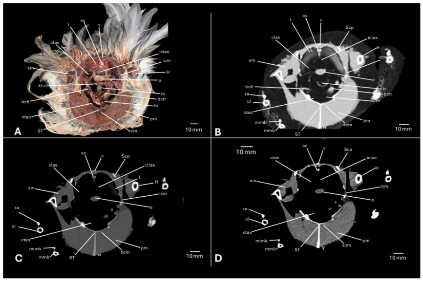 Preprints 217531 g009